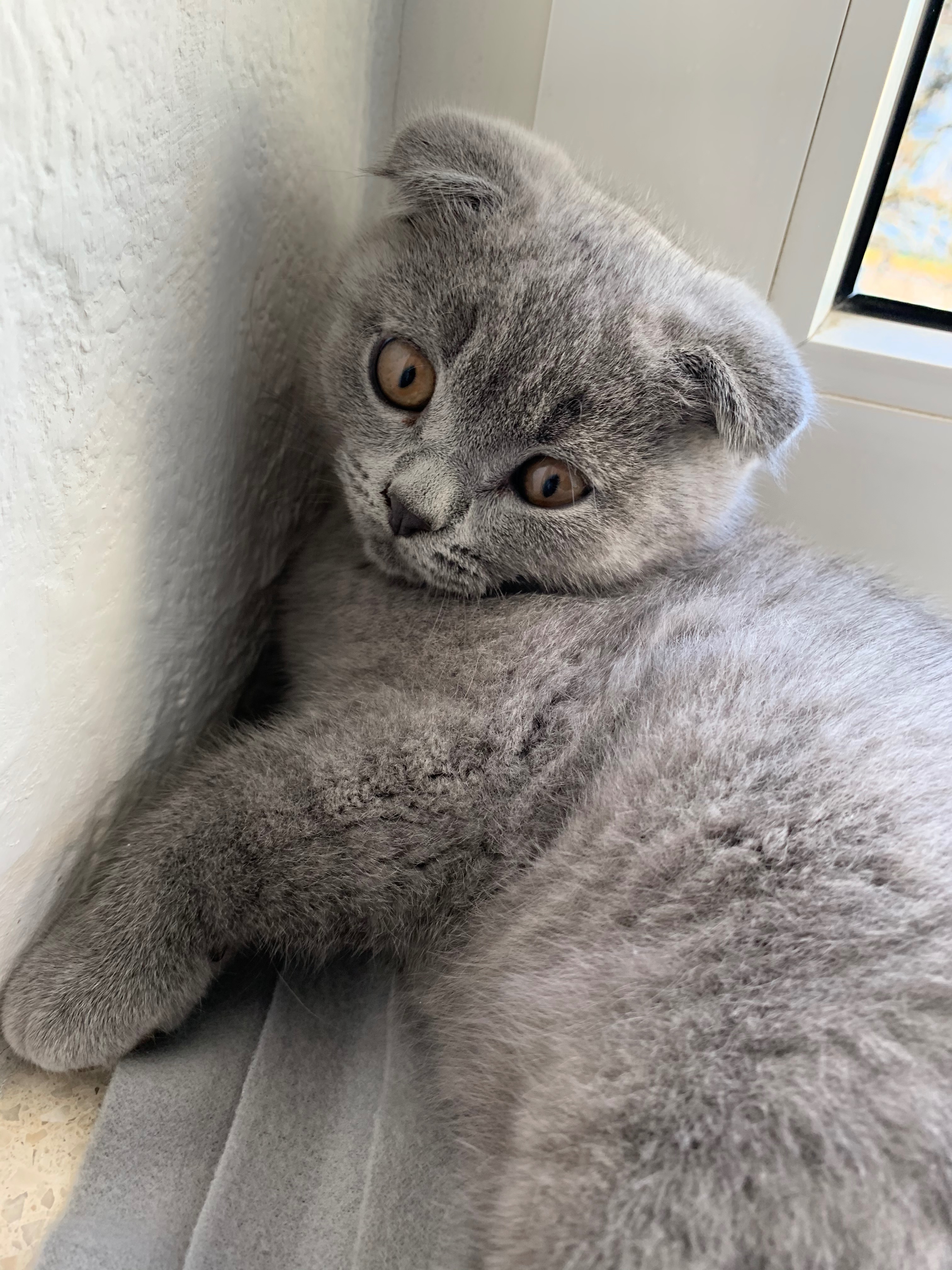 Ein Kampf um sein Leben: Bitte helft, meinen Kater Elvis campaign photo, 6 of 8