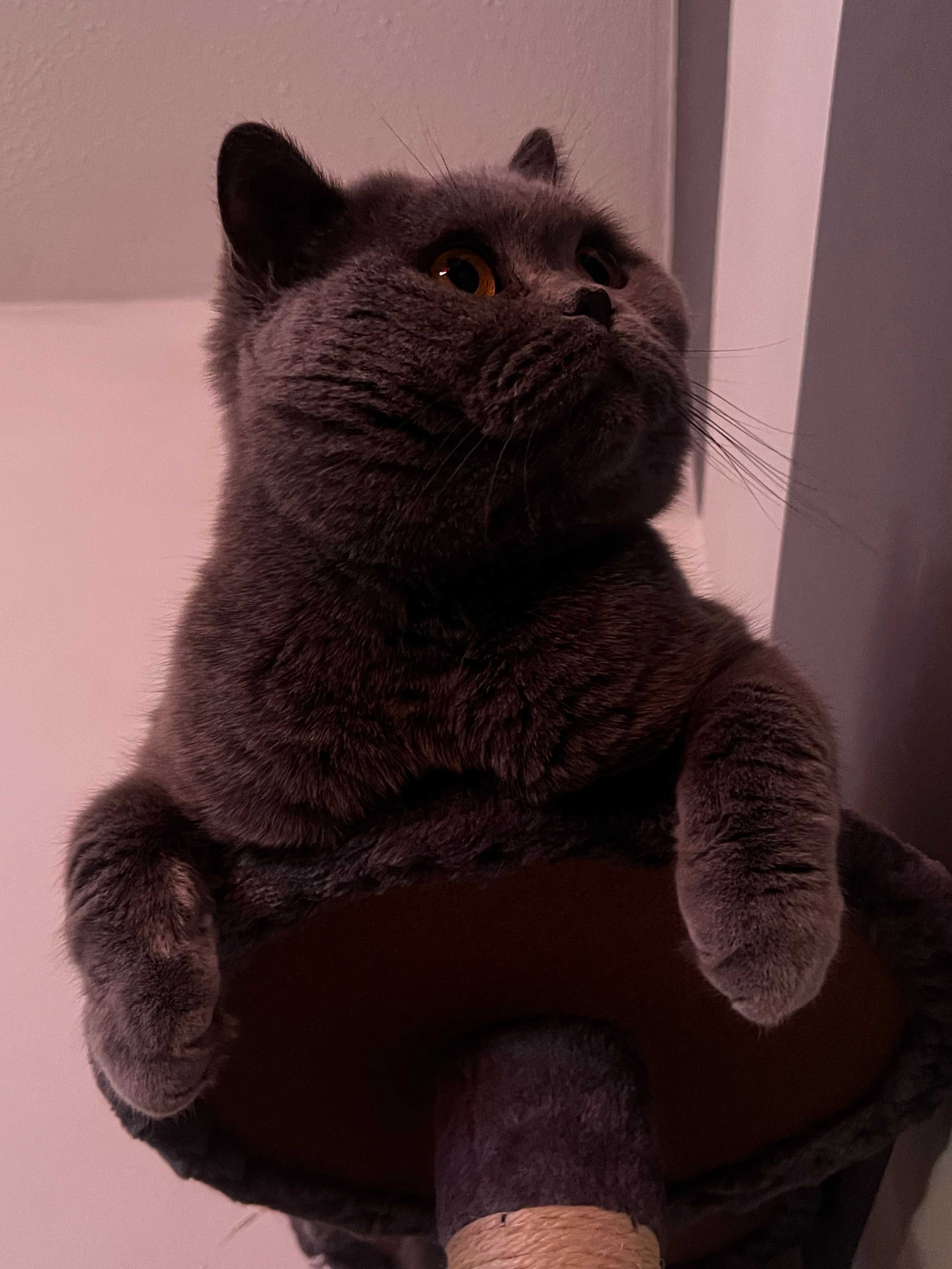 Oat’s vet bills campaign photo, 7 of 8