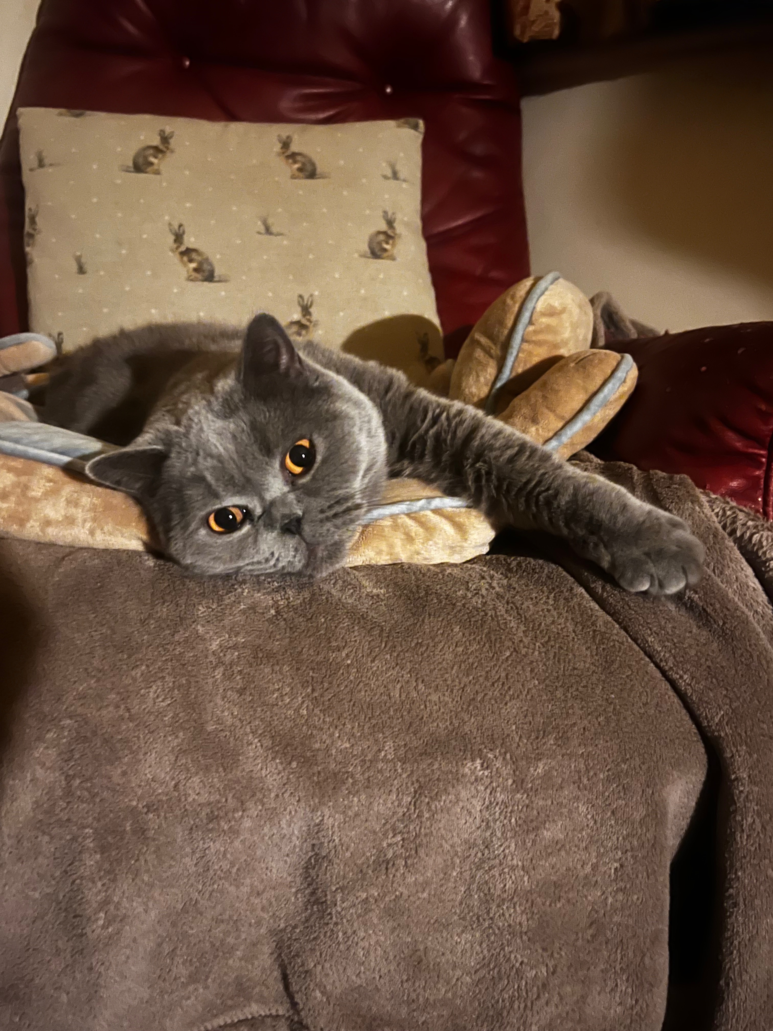 Oat’s vet bills campaign photo, 2 of 8