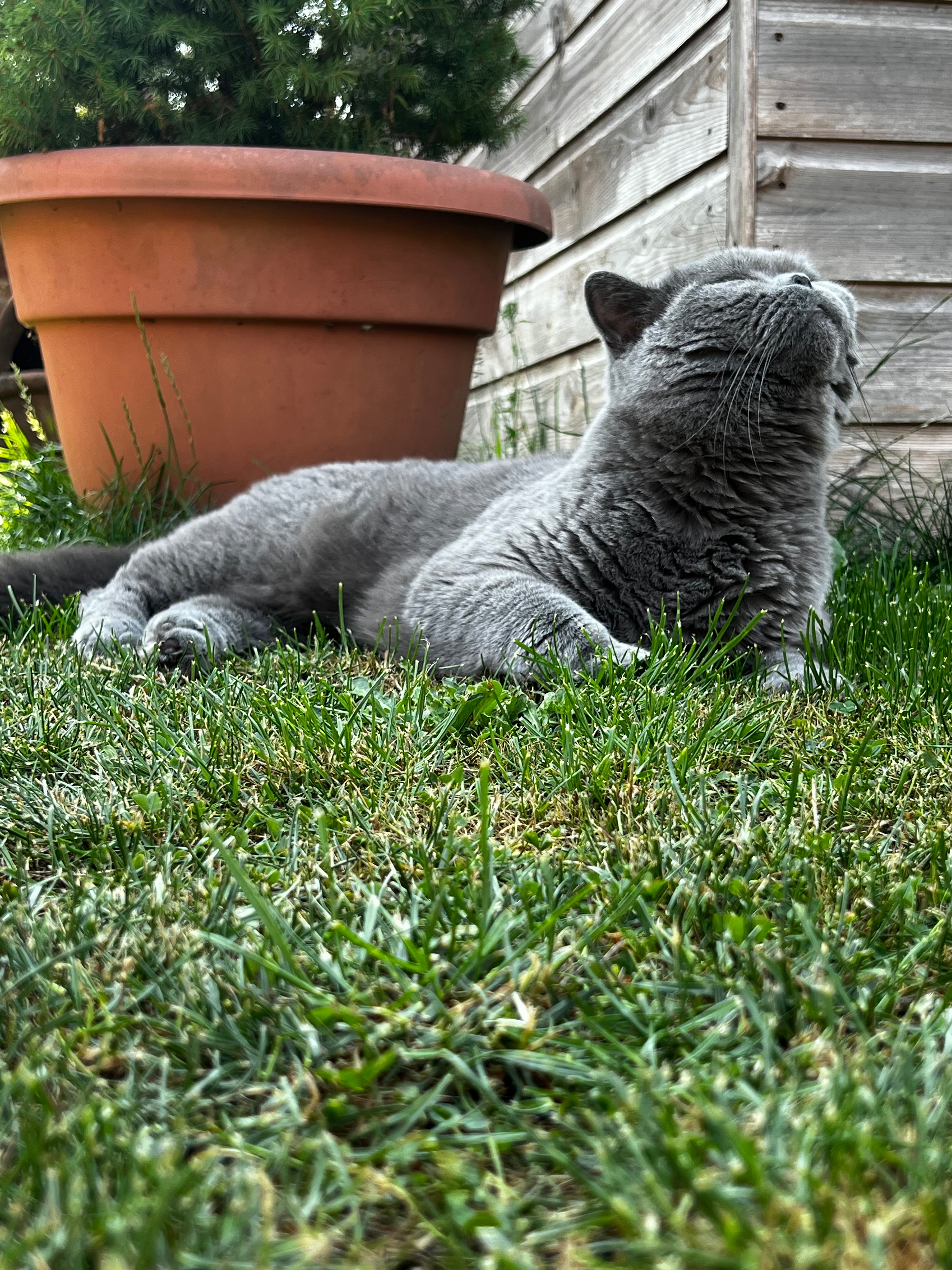 Oat’s vet bills campaign photo, 4 of 8
