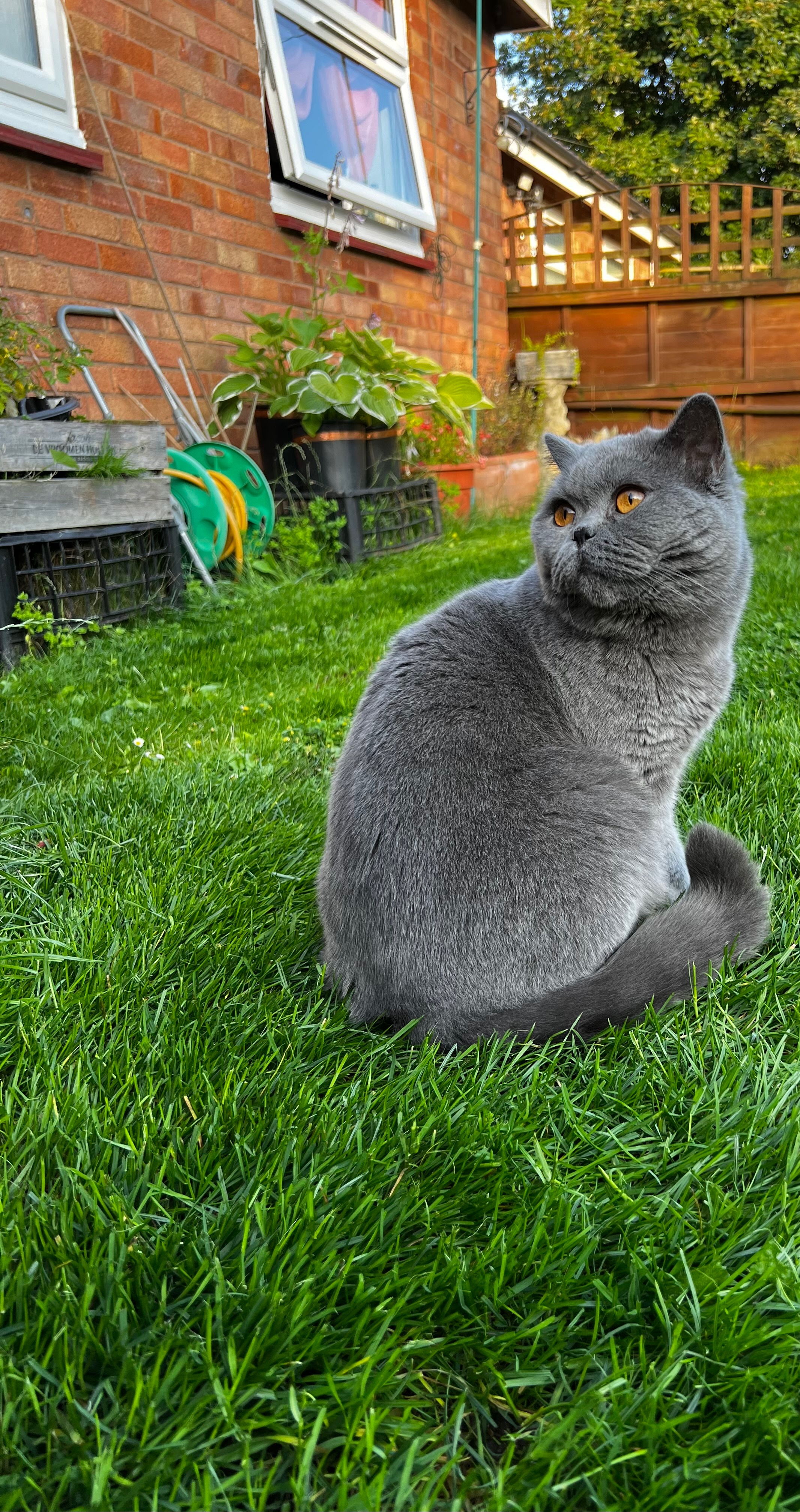 Oat’s vet bills campaign photo, 5 of 8