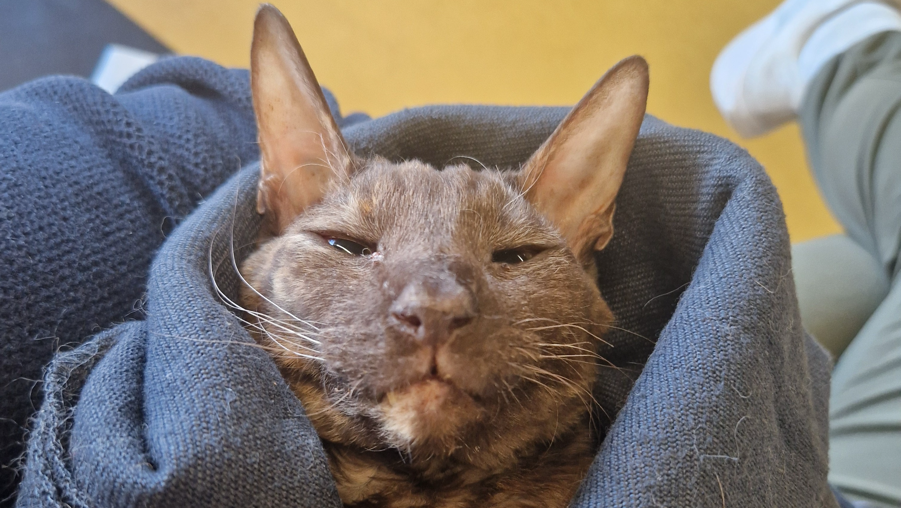 Please help Mulan, our tiny warrior