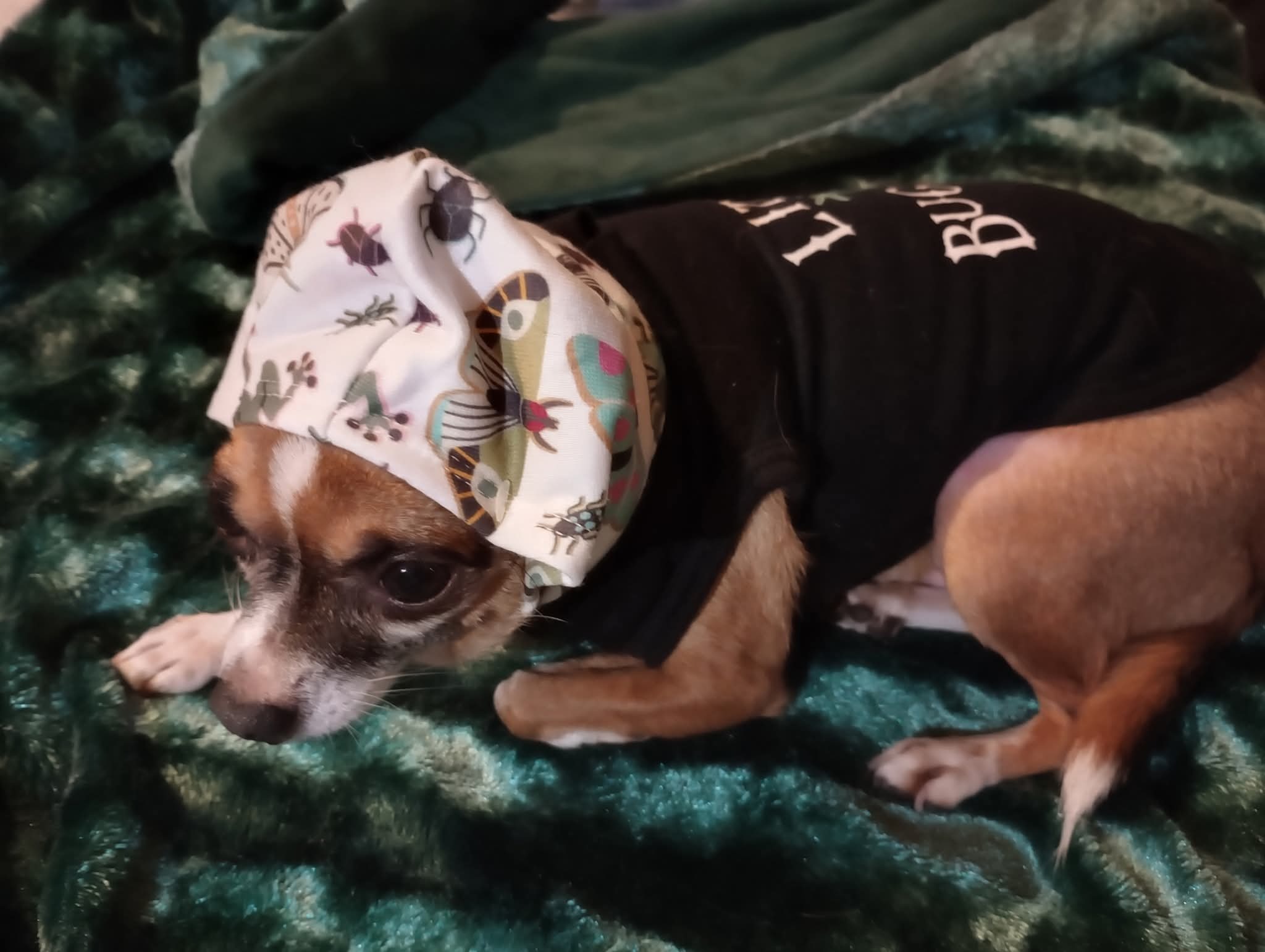 Help Save Boo: Emergency Surgery Needed campaign photo, 7 of 8