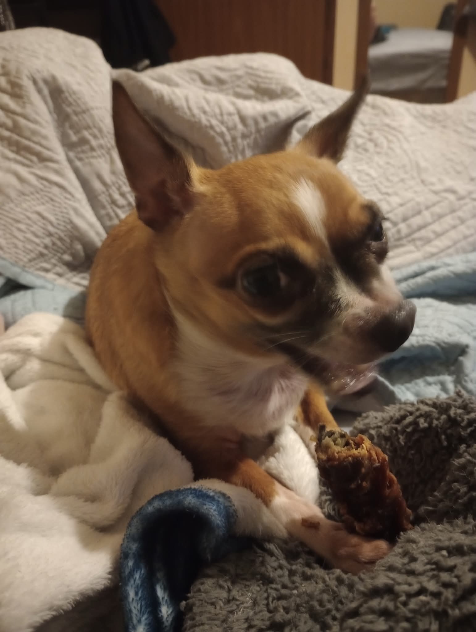 Help Save Boo: Emergency Surgery Needed campaign photo, 2 of 8