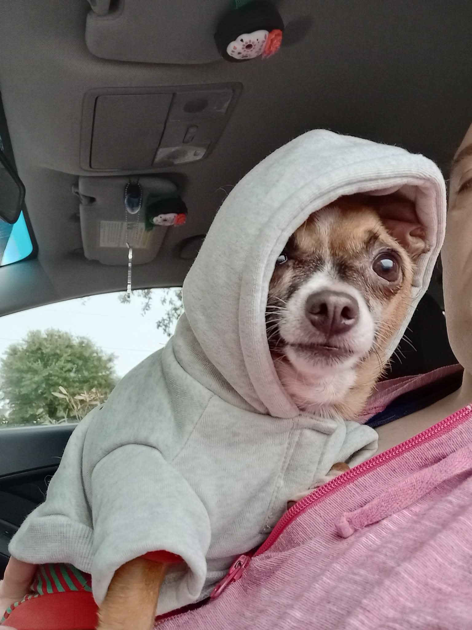 Help Save Boo: Emergency Surgery Needed campaign photo, 4 of 8