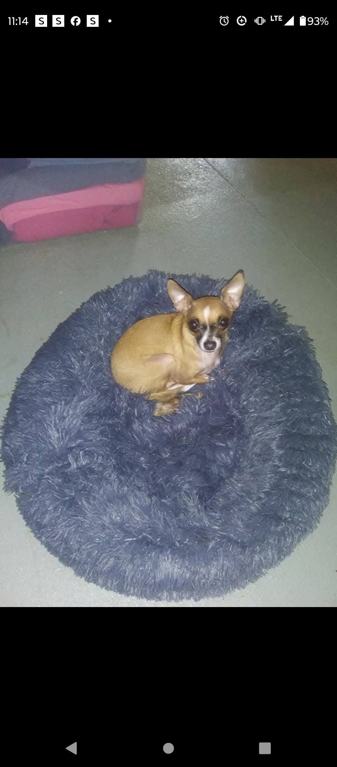 Help Save Boo: Emergency Surgery Needed campaign photo, 5 of 8