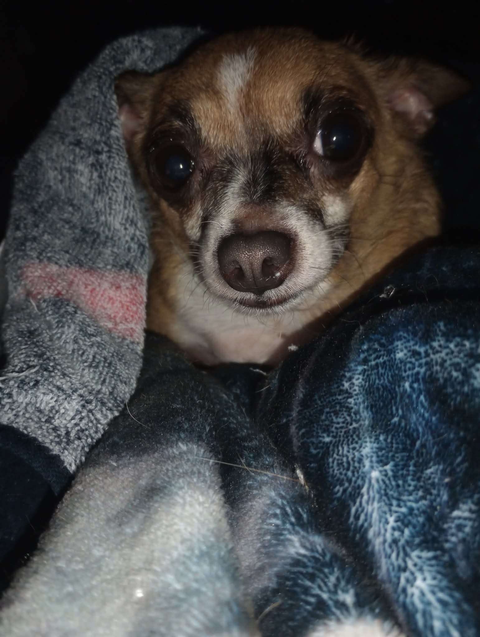 Help Save Boo: Emergency Surgery Needed campaign photo, 6 of 8