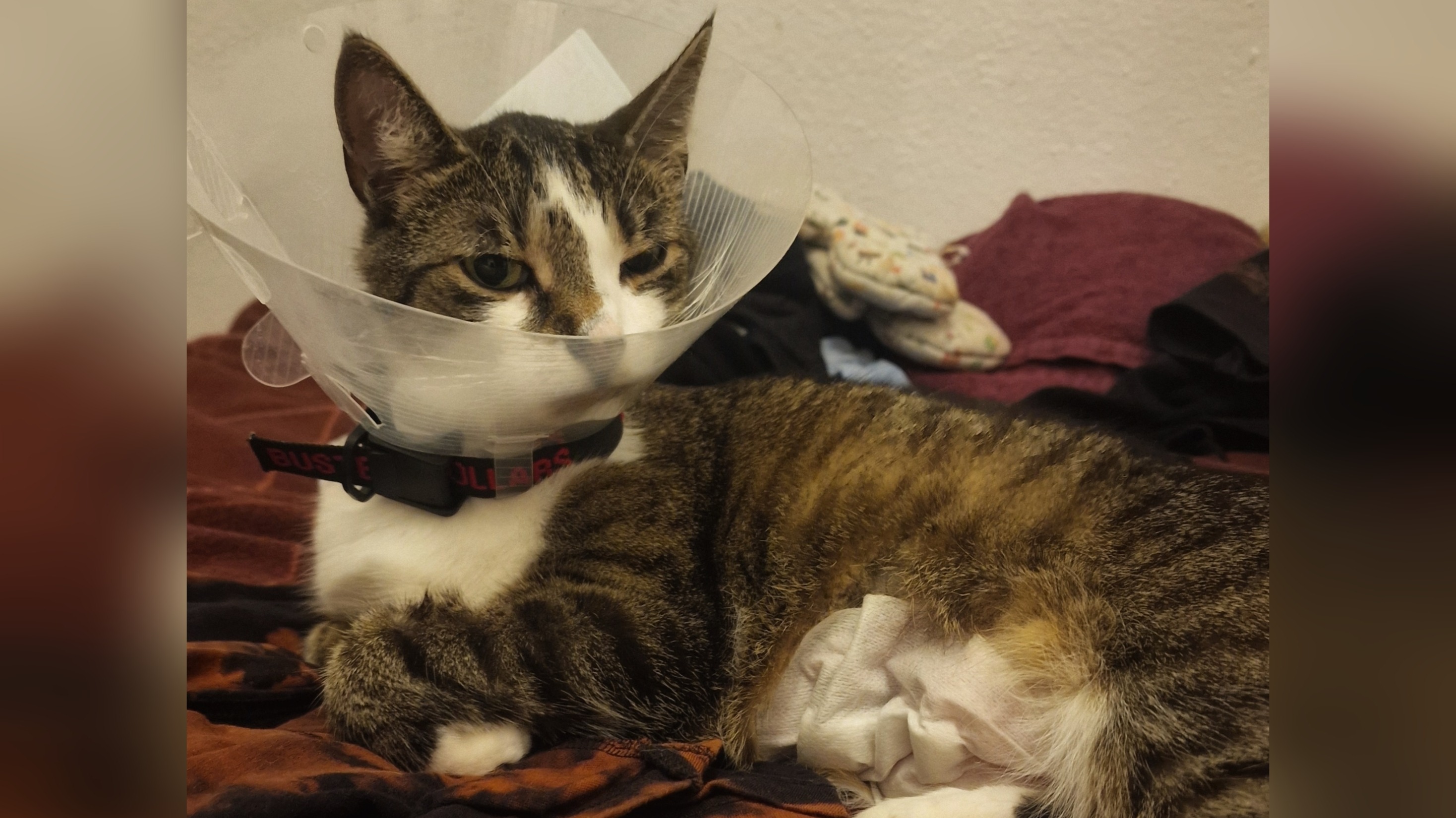 Not-OP bei meinem Kater Bounty – jede Hilfe zählt ♡ campaign photo, 2 of 6