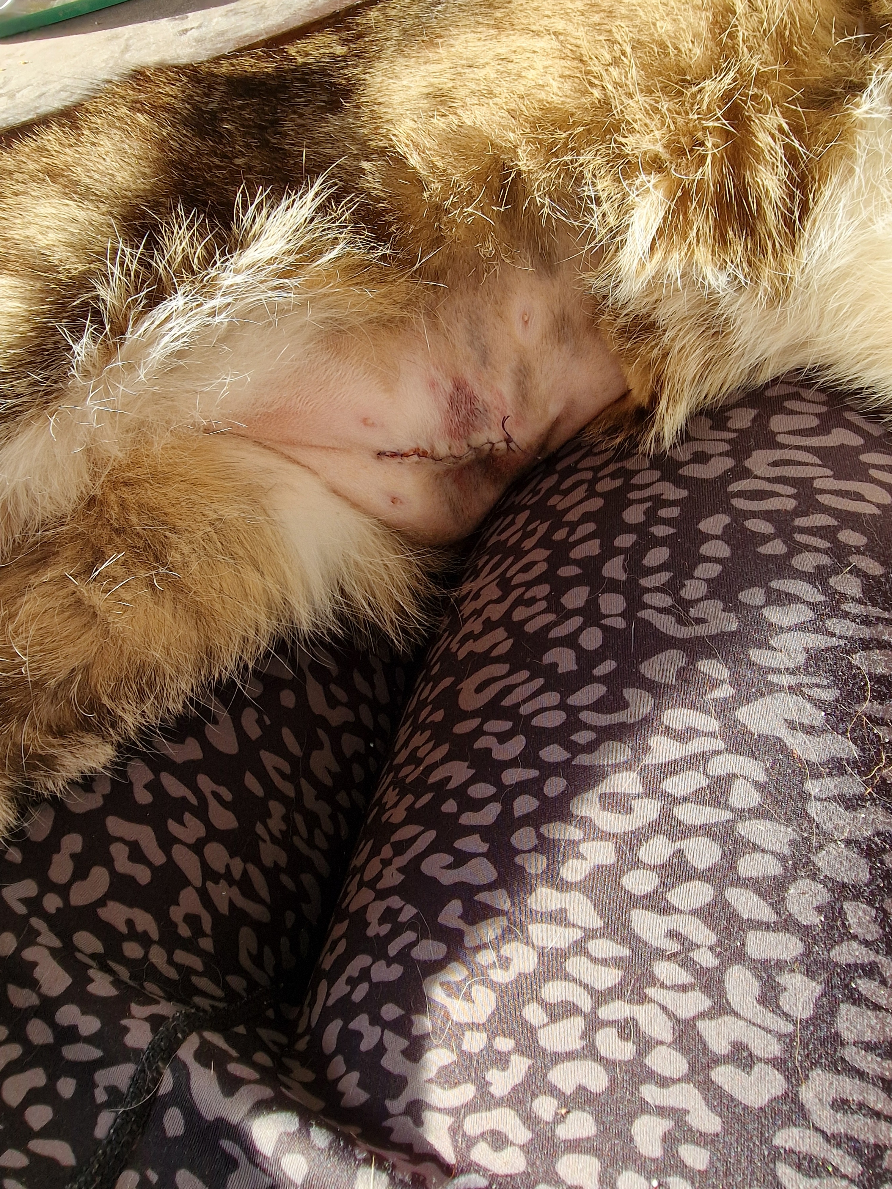 Not-OP bei meinem Kater Bounty – jede Hilfe zählt ♡ campaign photo, 4 of 6