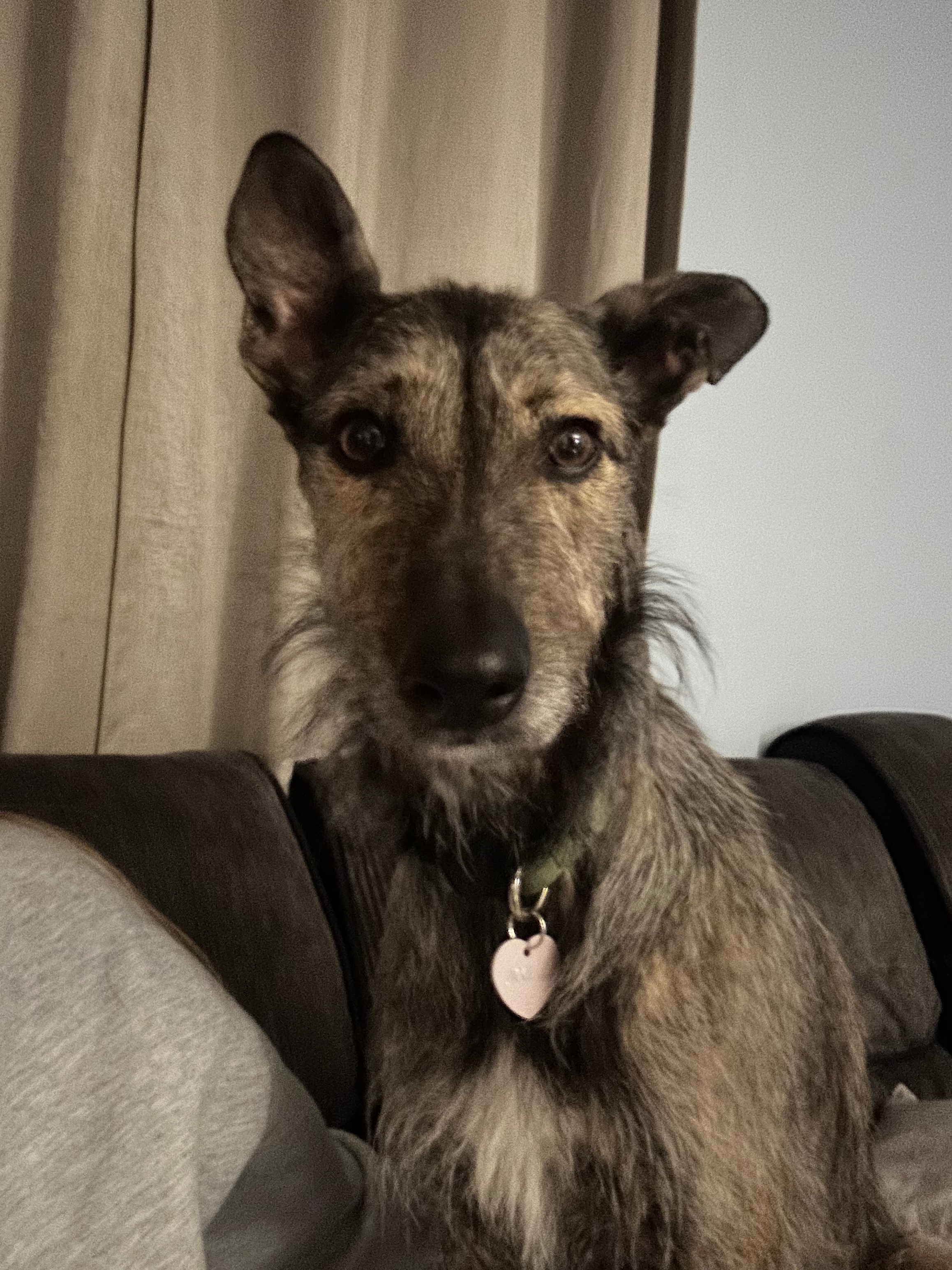 Help Save My Best Friend’s Life – We’re Out of Options campaign photo, 4 of 5