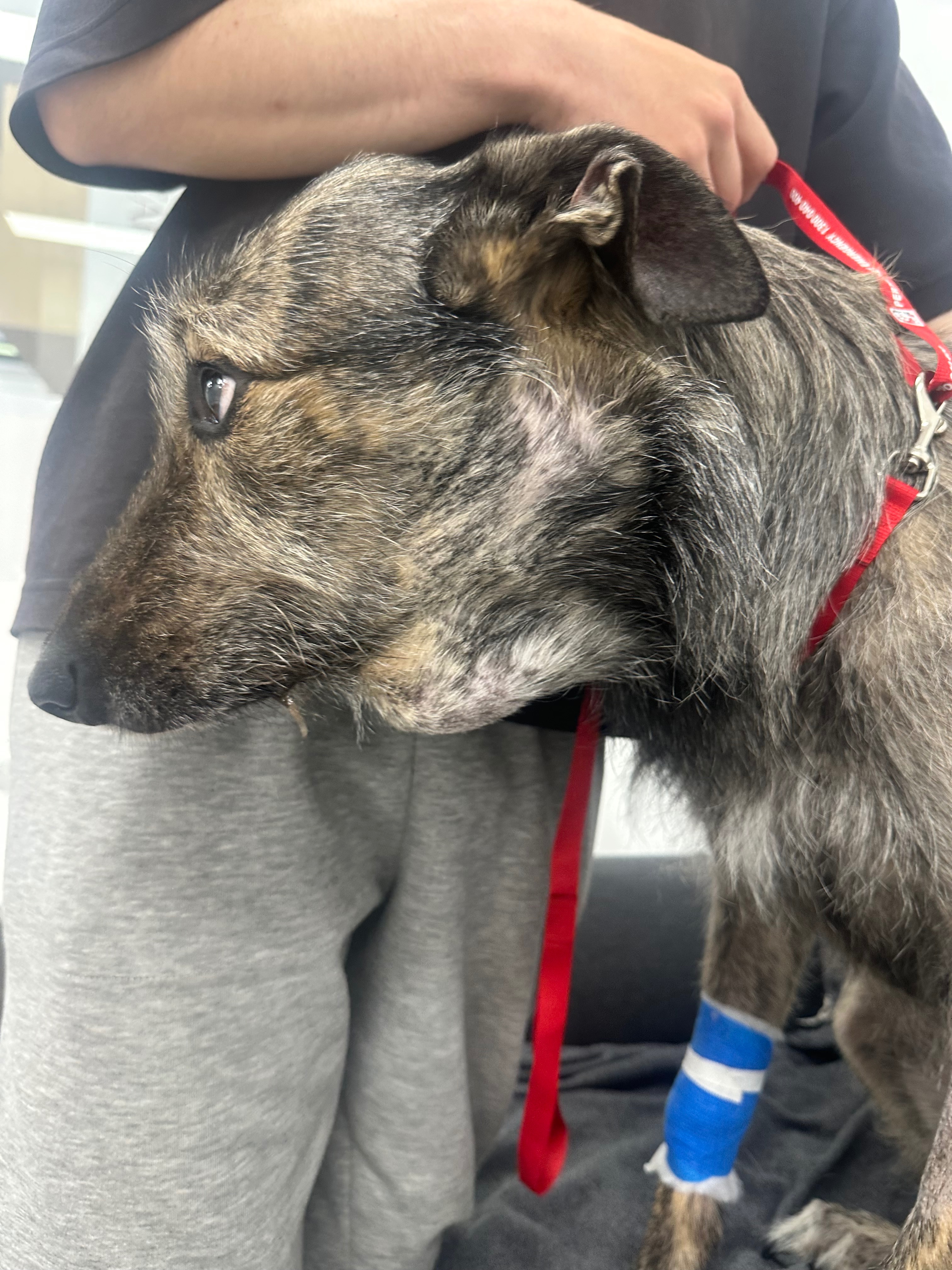 Help Save My Best Friend’s Life – We’re Out of Options campaign photo, 2 of 5