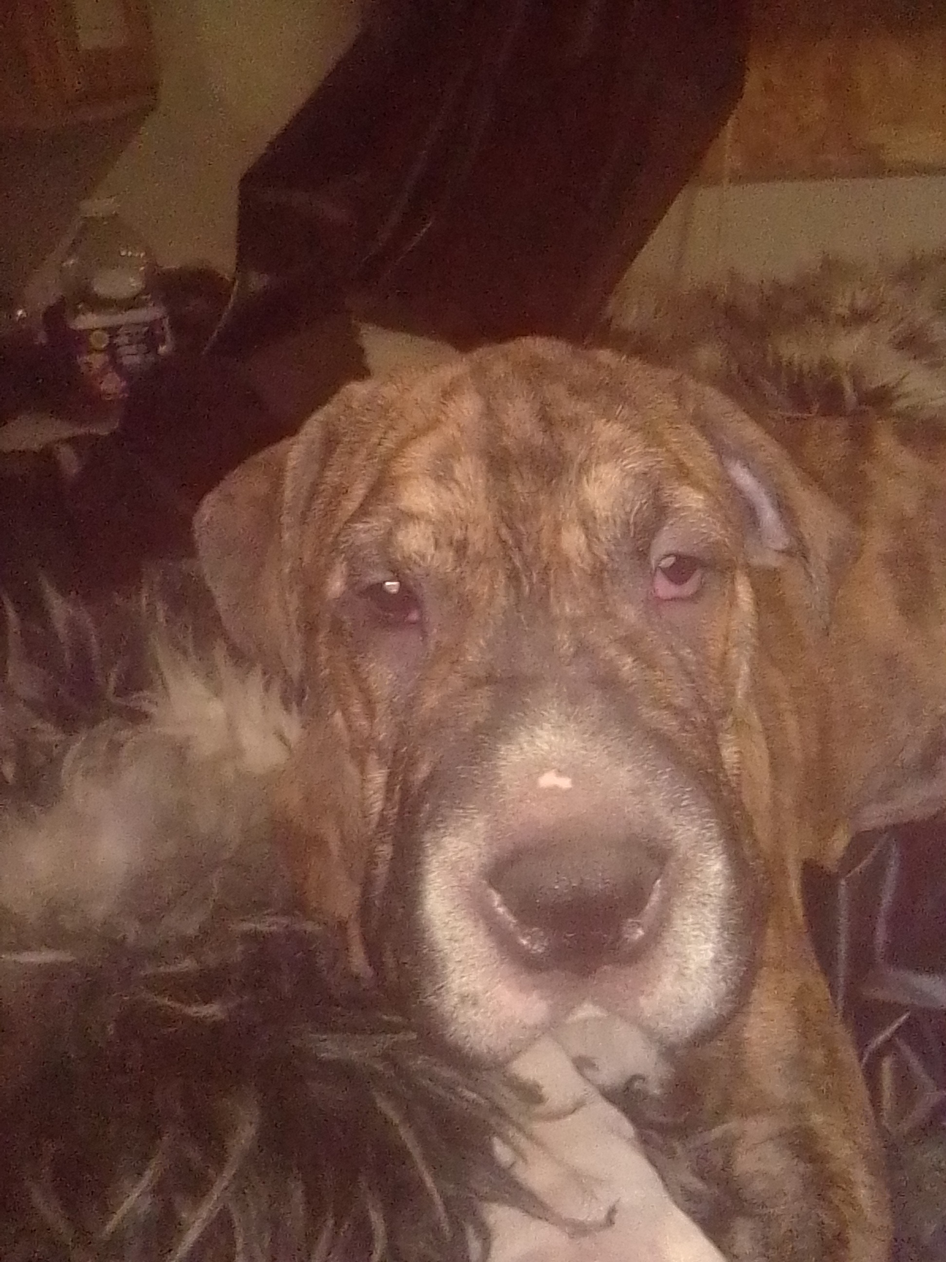 “Help my Sweet 7-Month-Old Puppy Get the Care He Needs campaign photo, 2 of 8