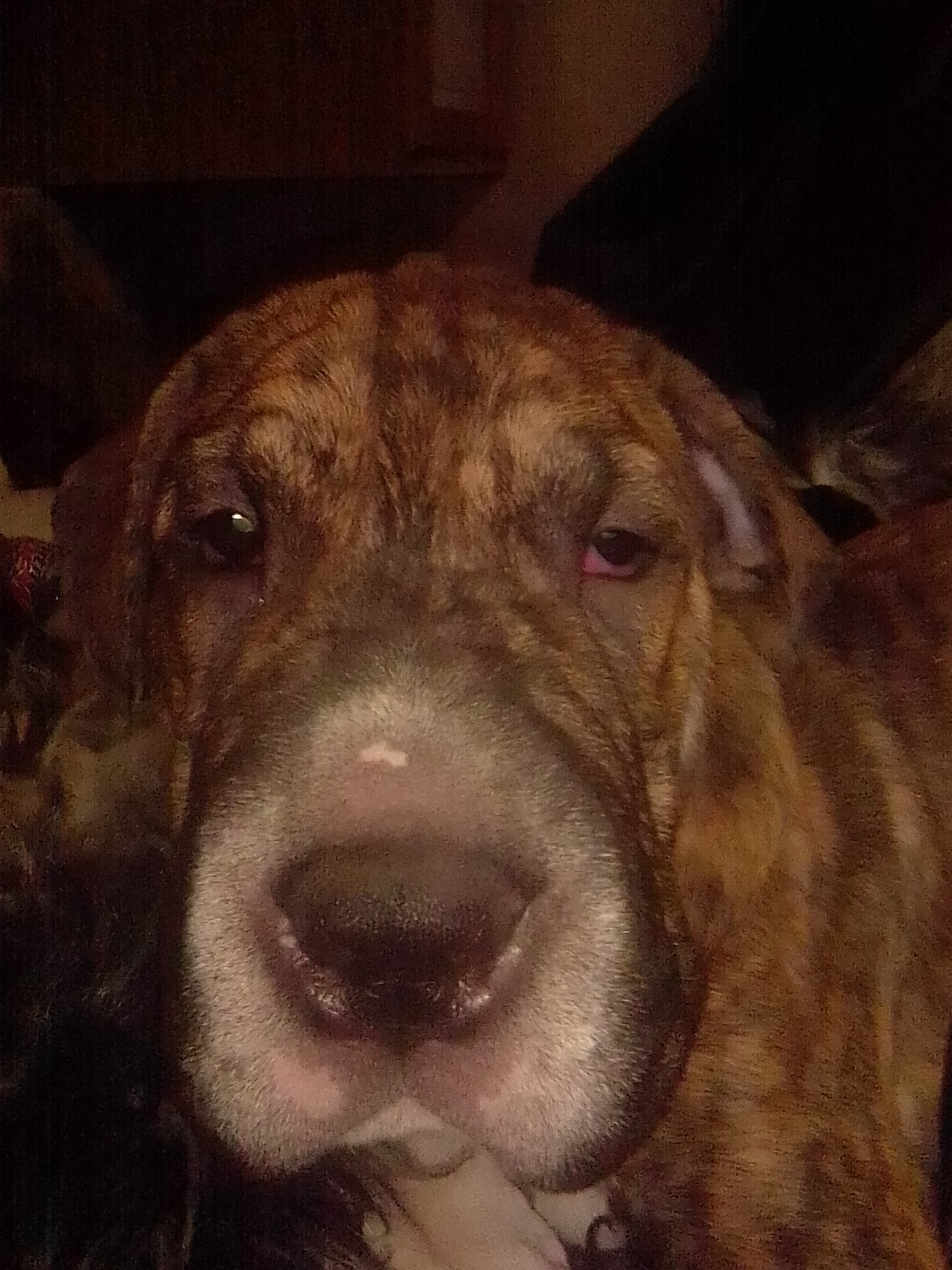 “Help my Sweet 7-Month-Old Puppy Get the Care He Needs campaign photo, 4 of 8
