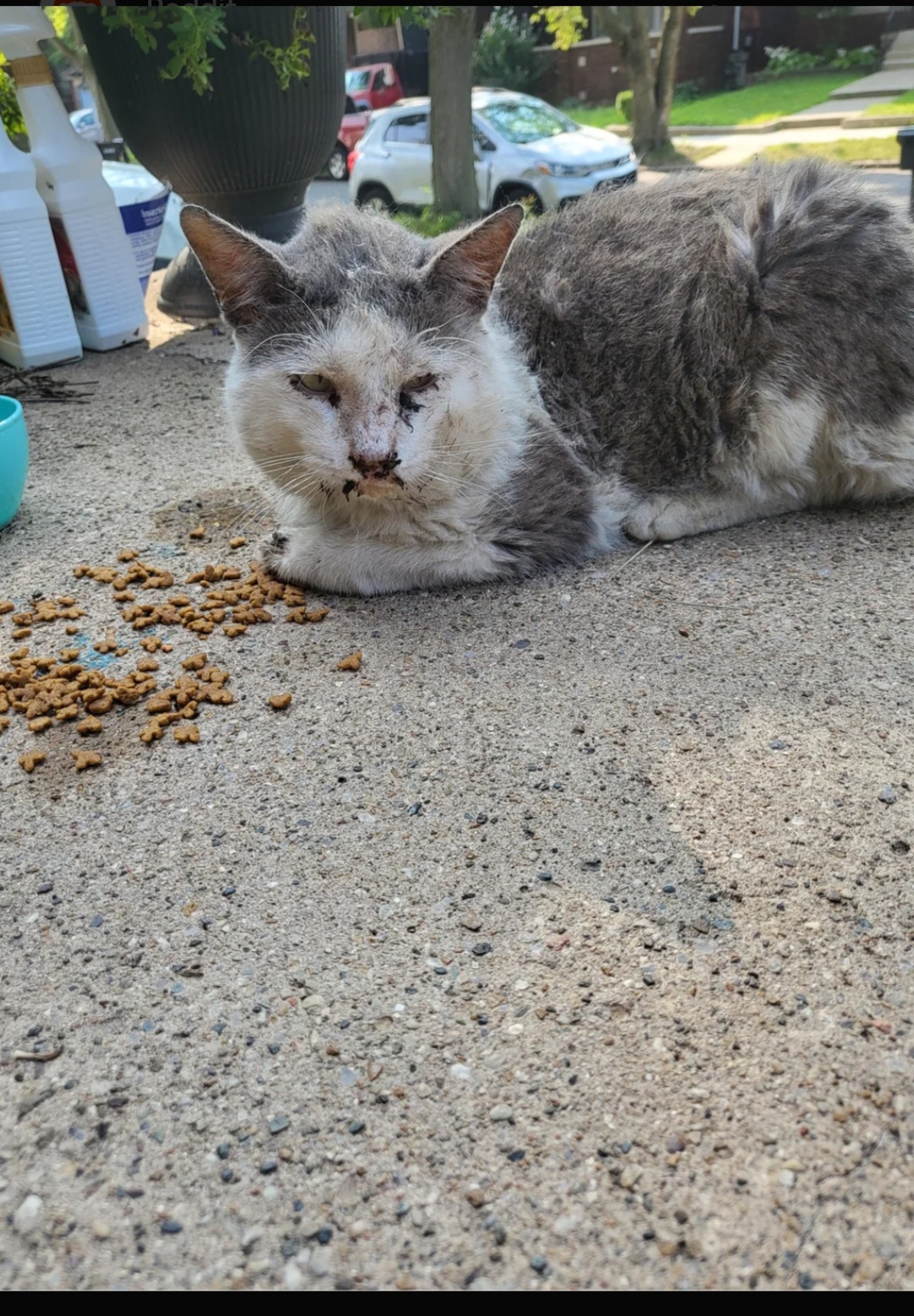 Help Cosmo Get The Surgery He Needs! campaign photo, 4 of 5