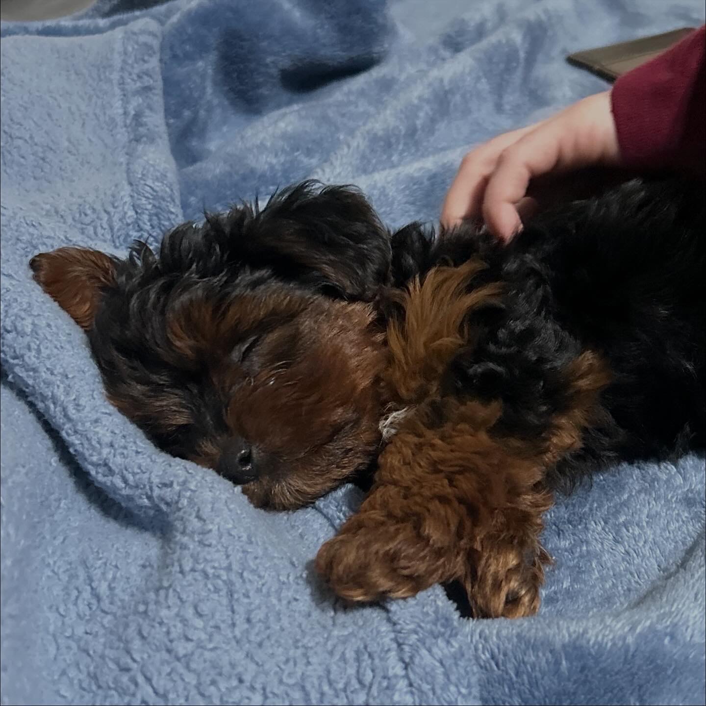 Help Harper Get Urgent Vet Care campaign photo, 6 of 7