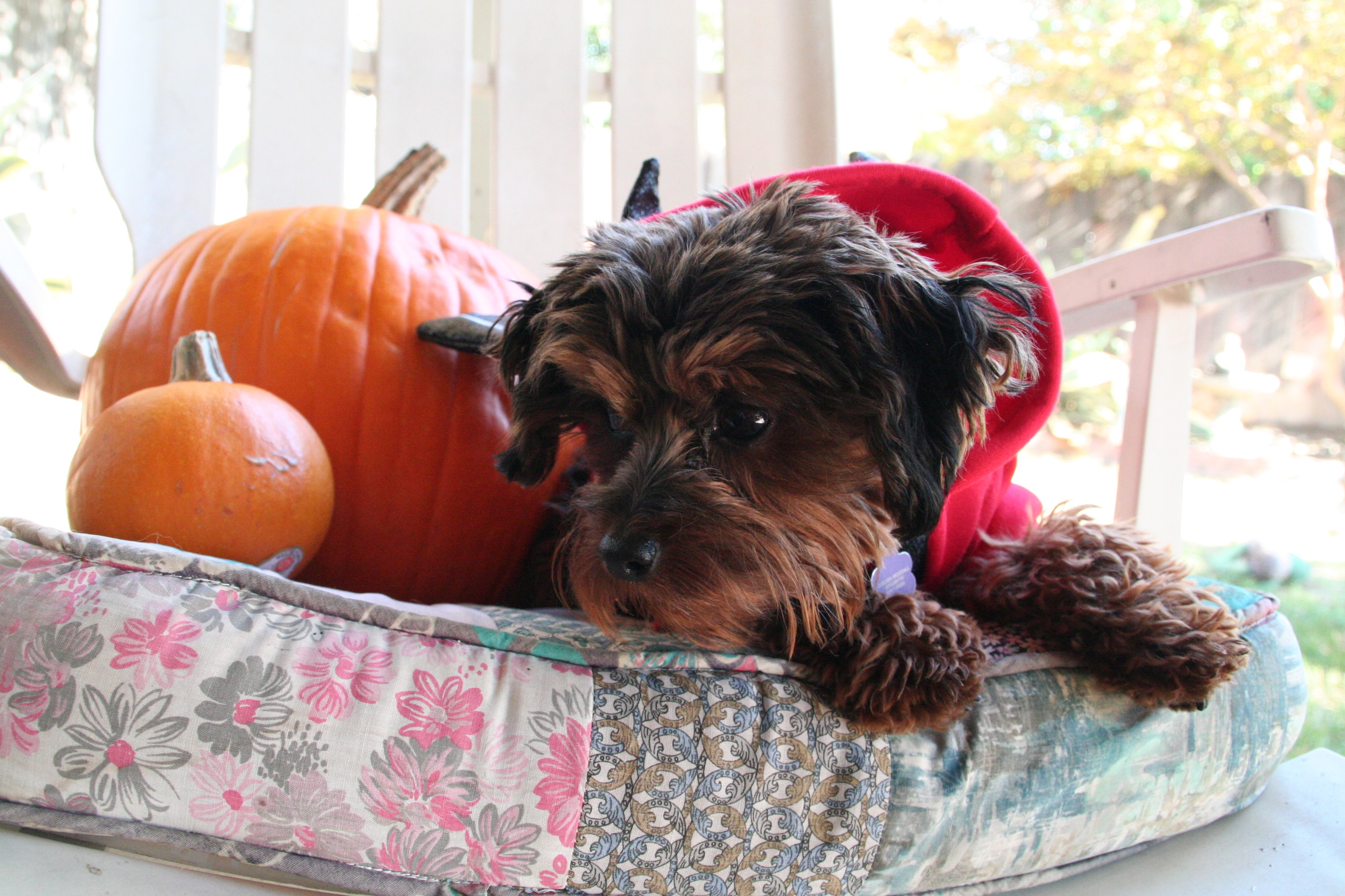 Help Harper Get Urgent Vet Care campaign photo, 4 of 7