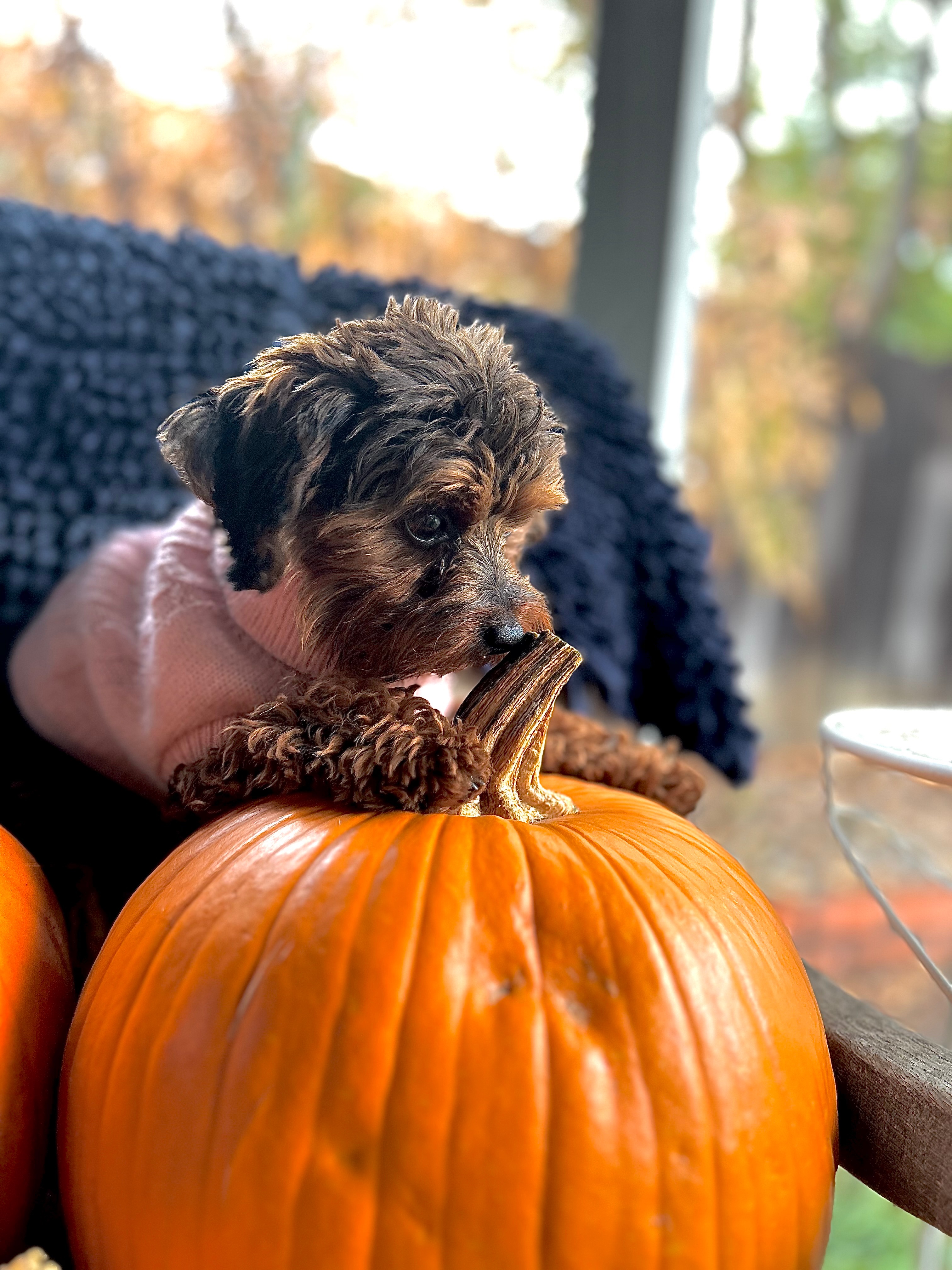Help Harper Get Urgent Vet Care campaign photo, 2 of 7