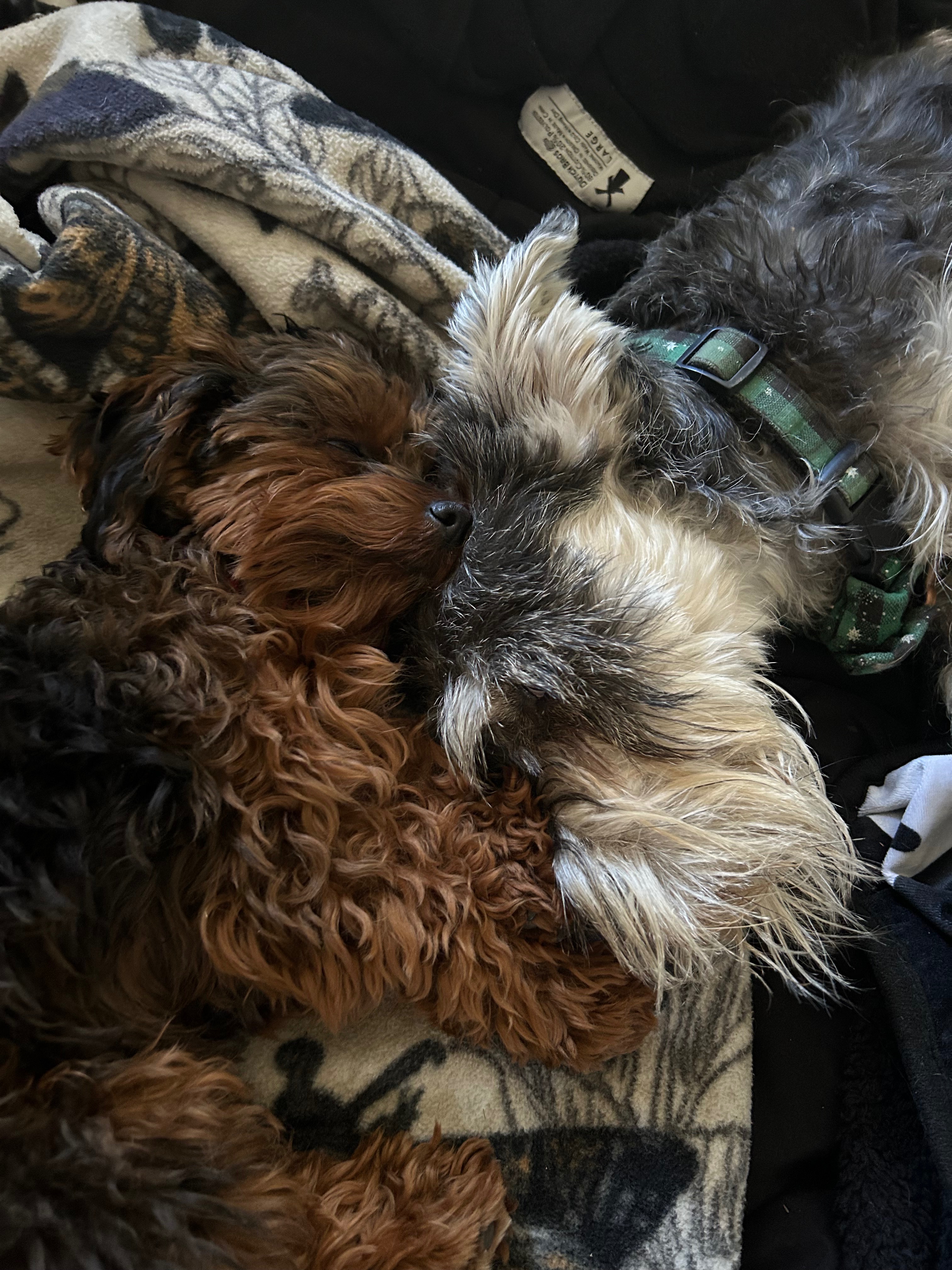 Help Harper Get Urgent Vet Care campaign photo, 5 of 7