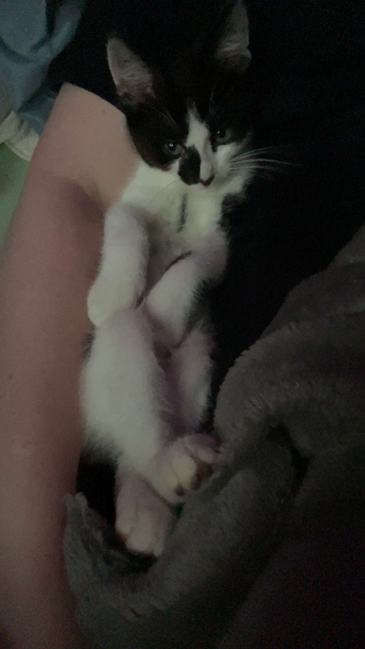 Anoplasty for kitten born without anus campaign photo, 6 of 7