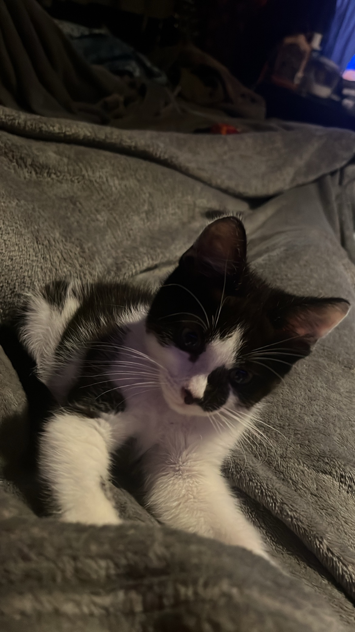 Anoplasty for kitten born without anus campaign photo, 4 of 7