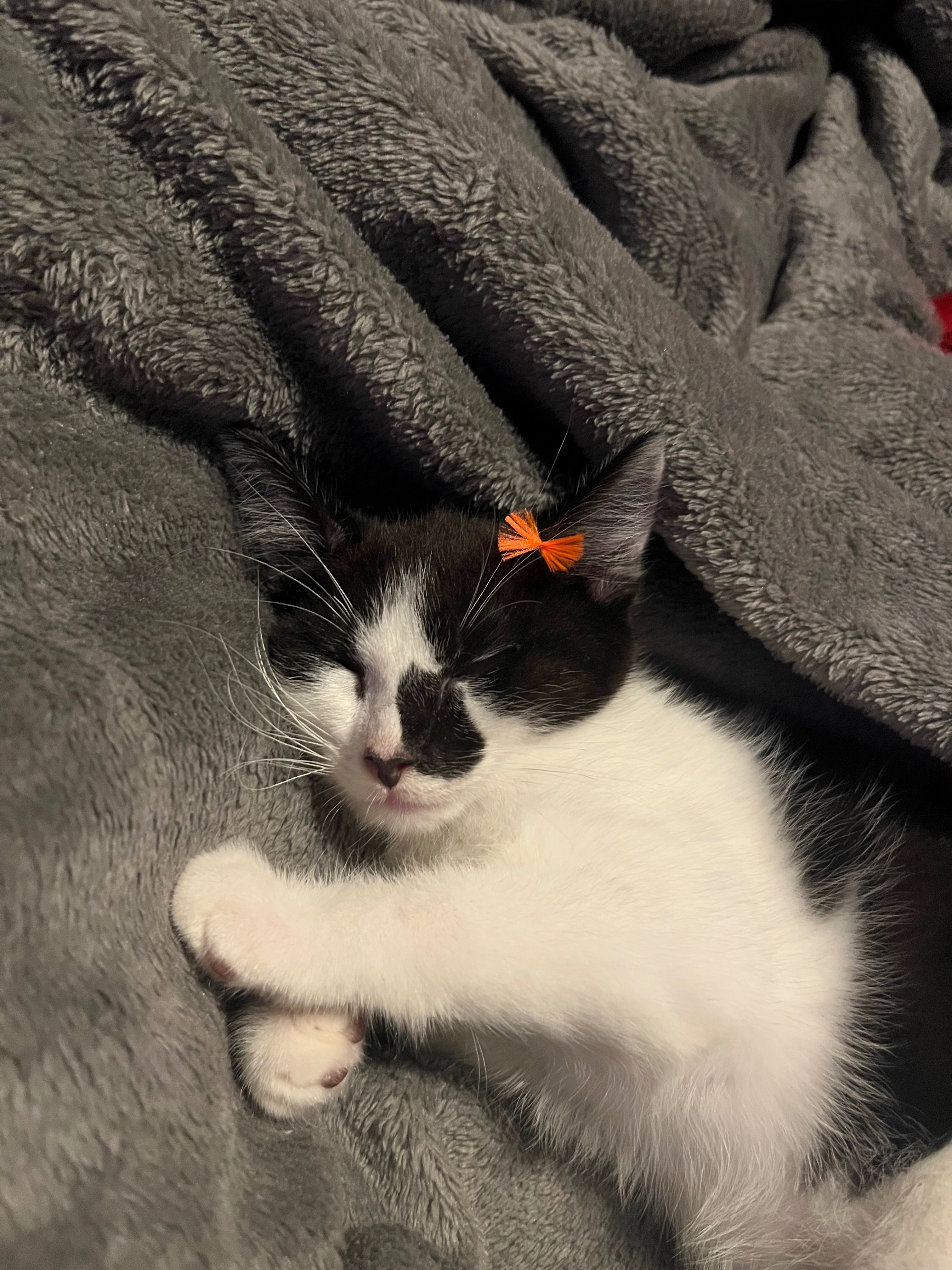 Anoplasty for kitten born without anus campaign photo, 5 of 7