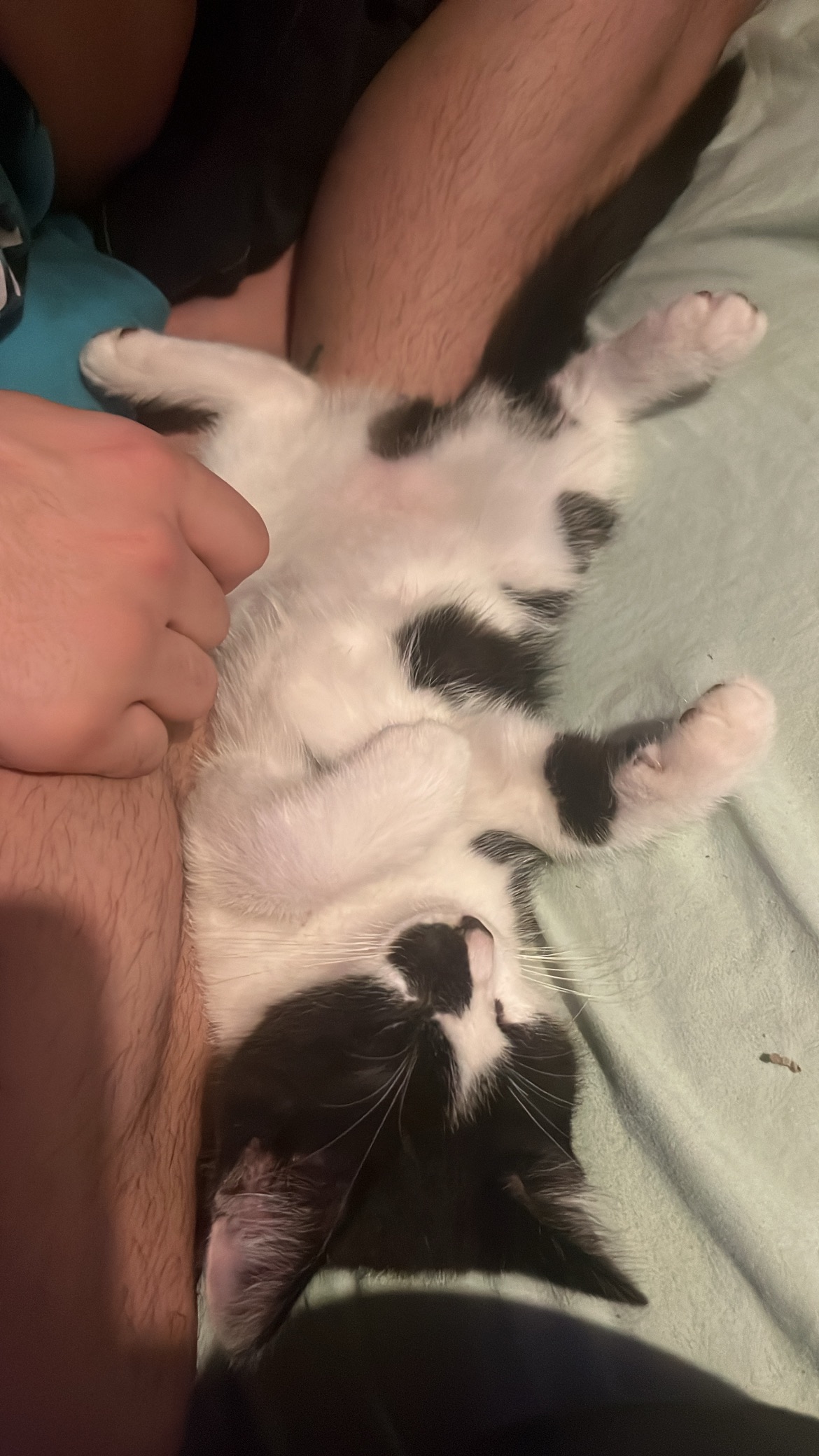 Anoplasty for kitten born without anus campaign photo, 2 of 7