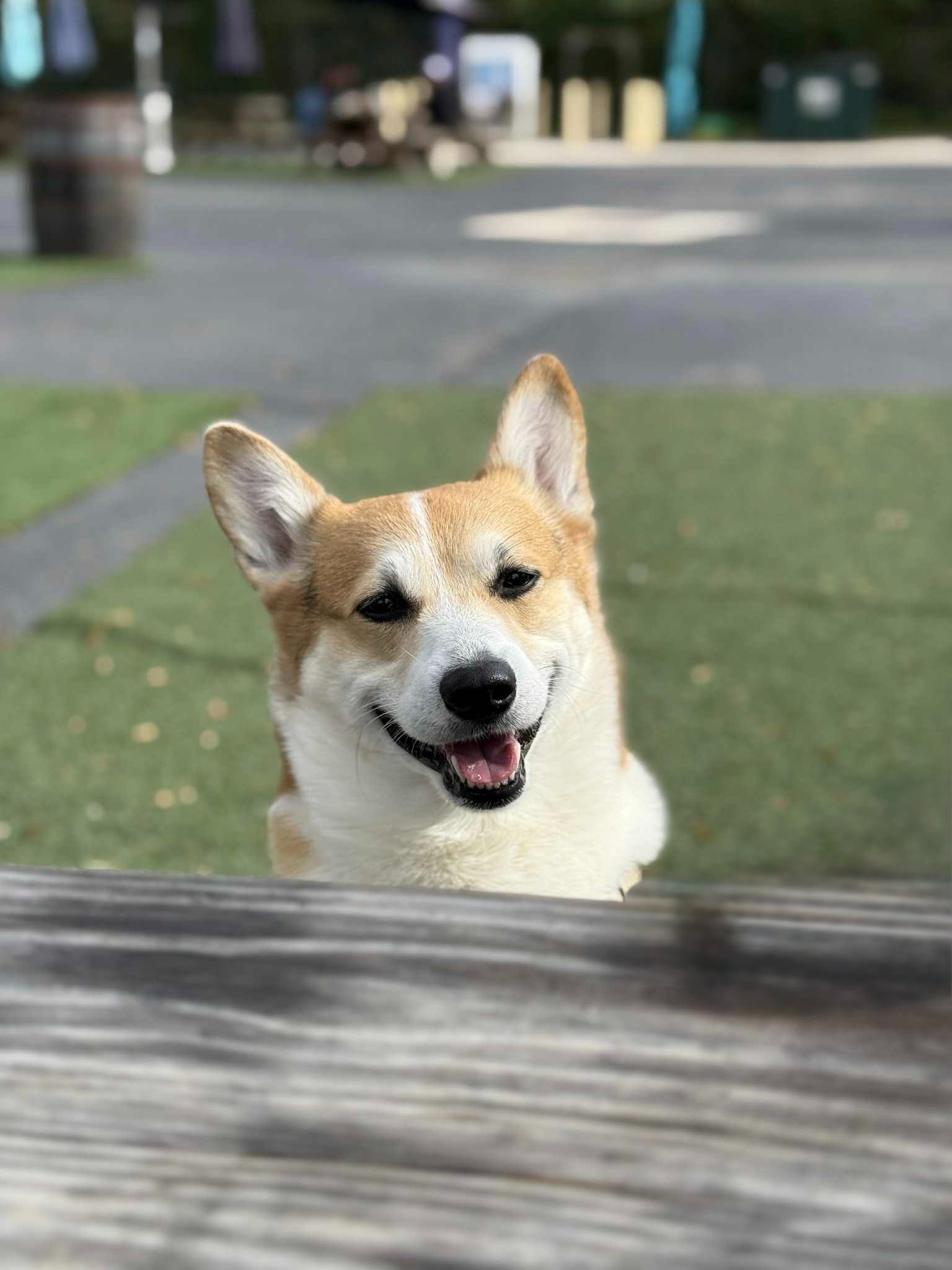 Help Yota Get the MRI He Needs campaign photo, 2 of 8