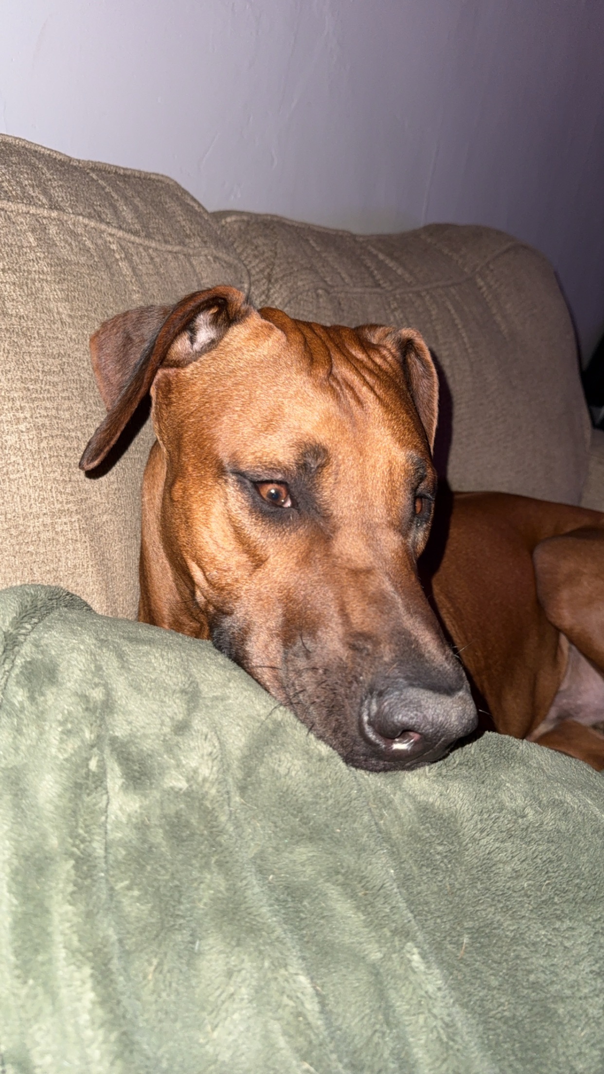 Help Roman Battle Tetanus: Urgent Care Needed campaign photo, 4 of 8
