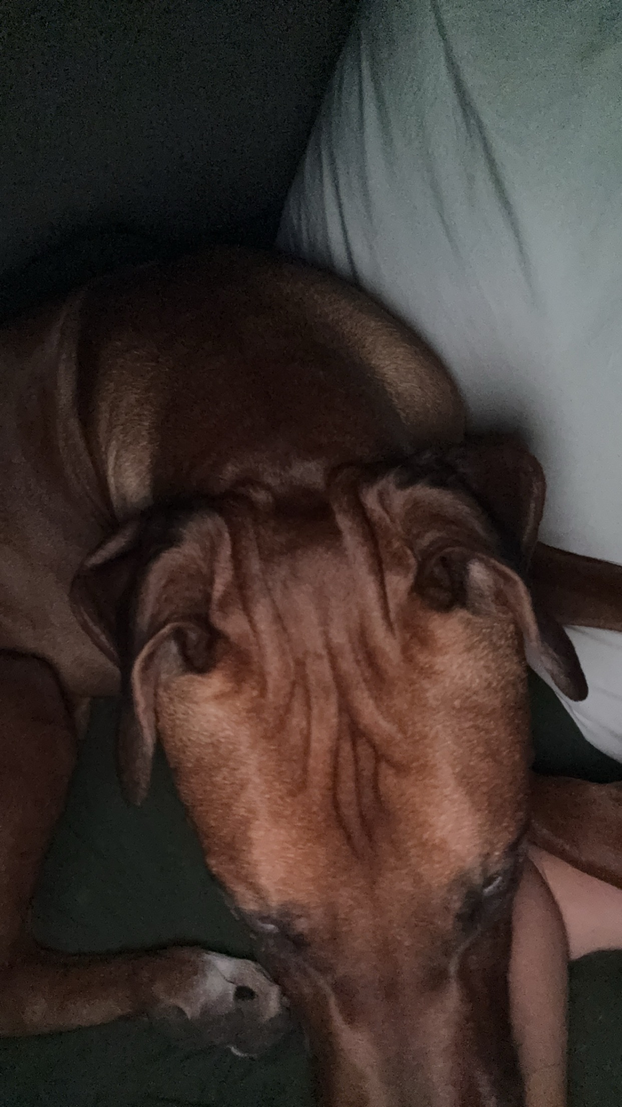 Help Roman Battle Tetanus: Urgent Care Needed campaign photo, 2 of 8
