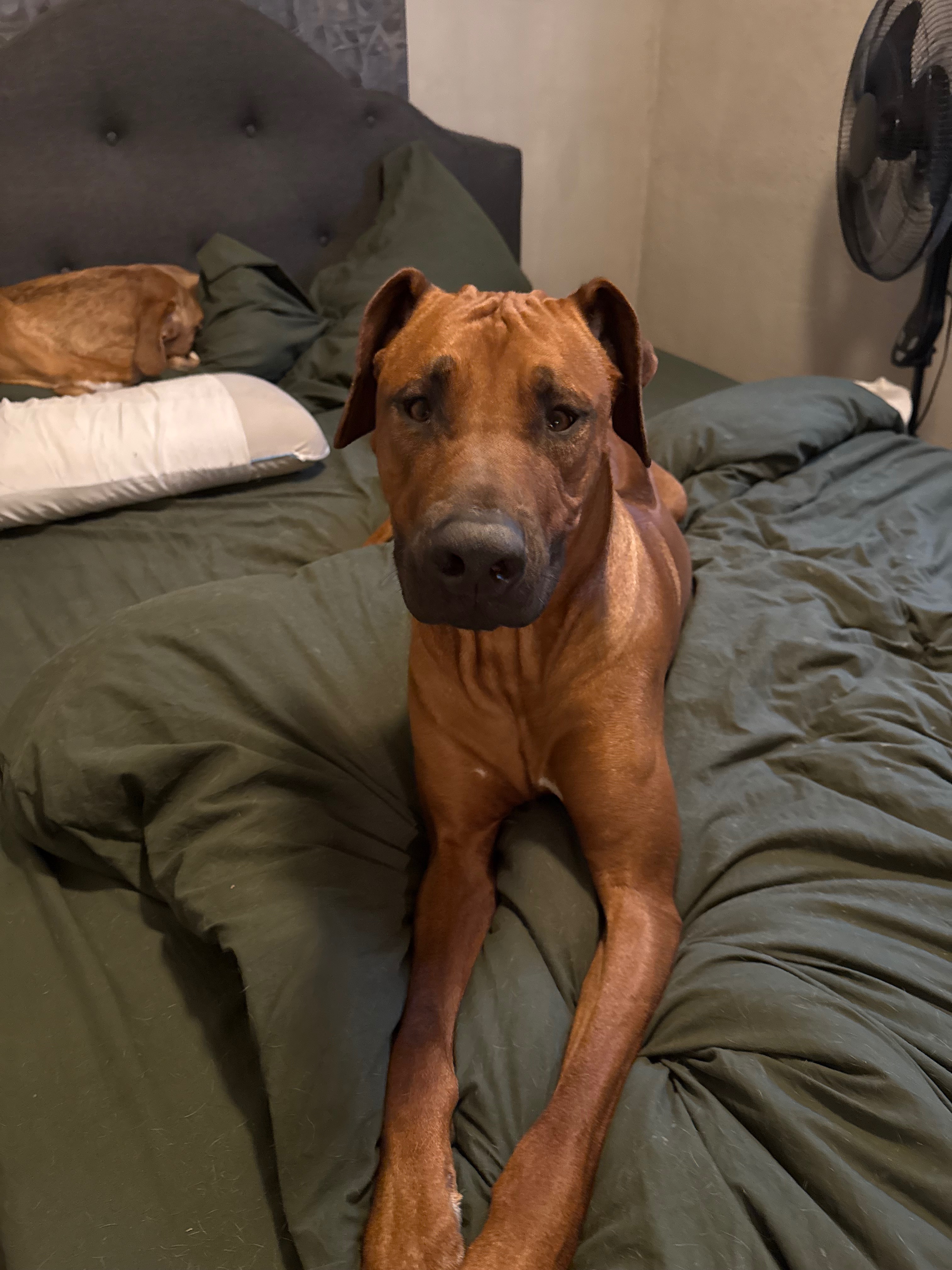 Help Roman Battle Tetanus: Urgent Care Needed campaign photo, 5 of 8
