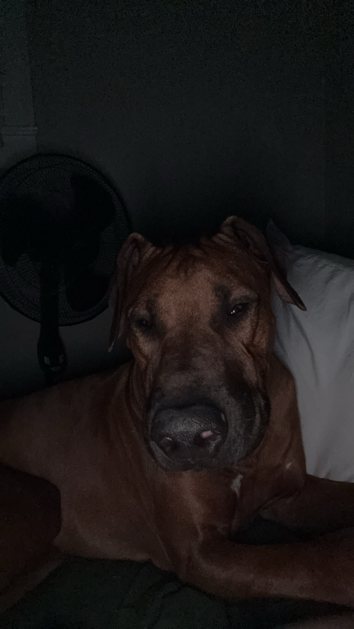 Help Roman Battle Tetanus: Urgent Care Needed campaign photo, 7 of 8