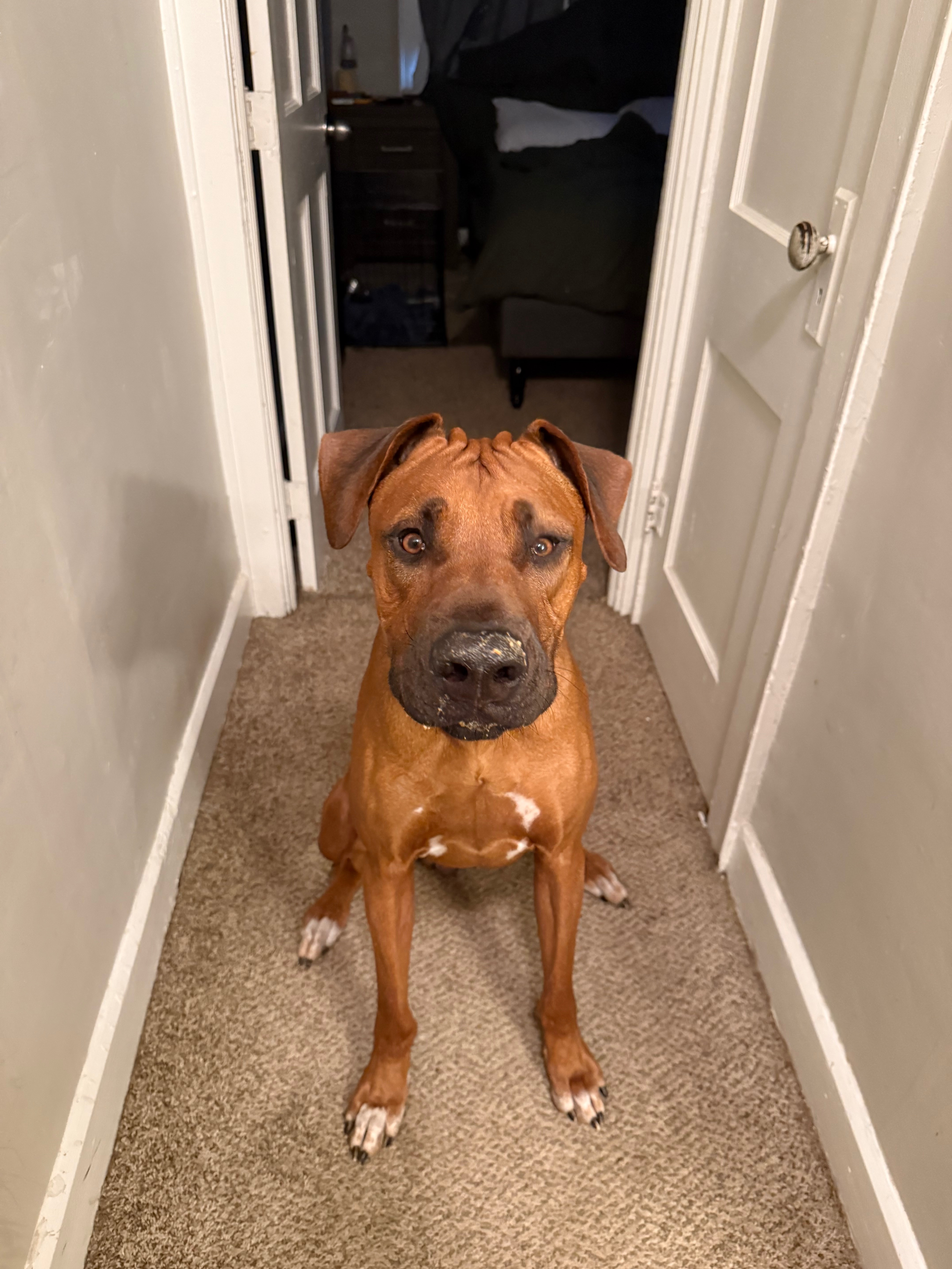 Help Roman Battle Tetanus: Urgent Care Needed campaign photo, 6 of 8