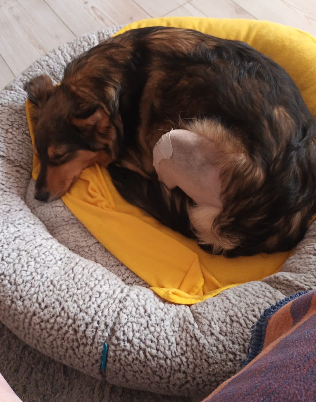 Oh Nein, schon wieder eine Operation für Mimi campaign photo, 7 of 8