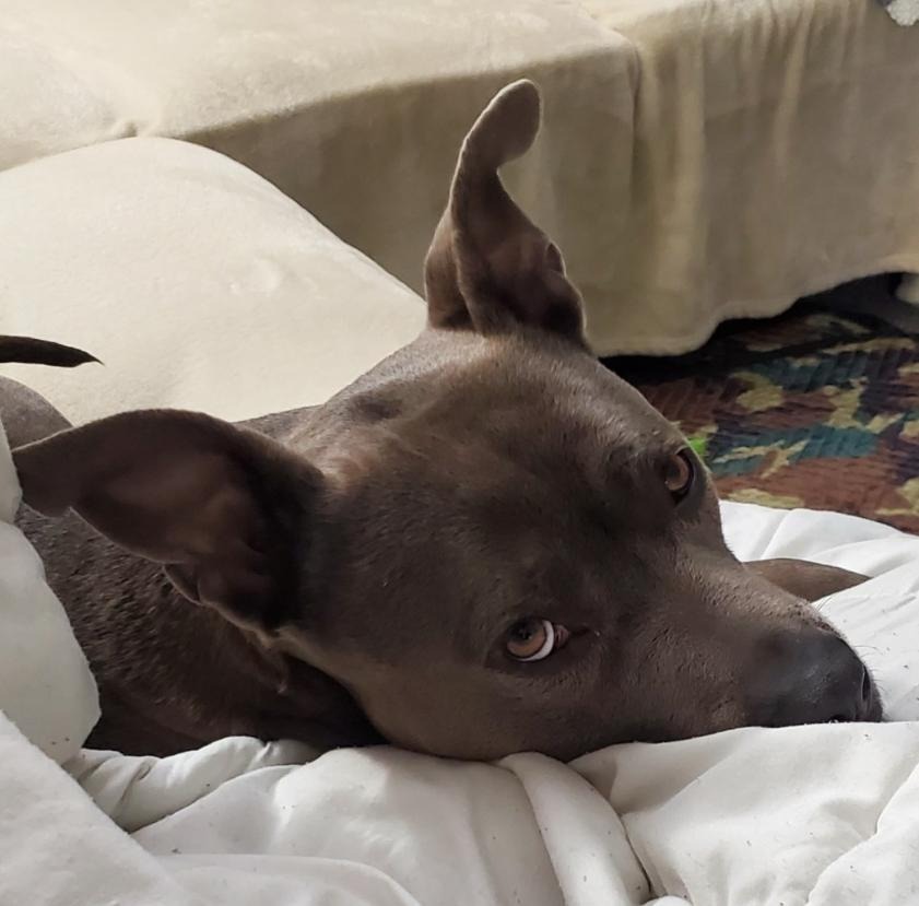 Help My Sweet Pibble Walk Again campaign photo, 2 of 8