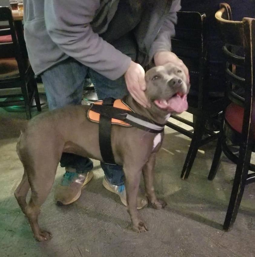 Help My Sweet Pibble Walk Again campaign photo, 4 of 8