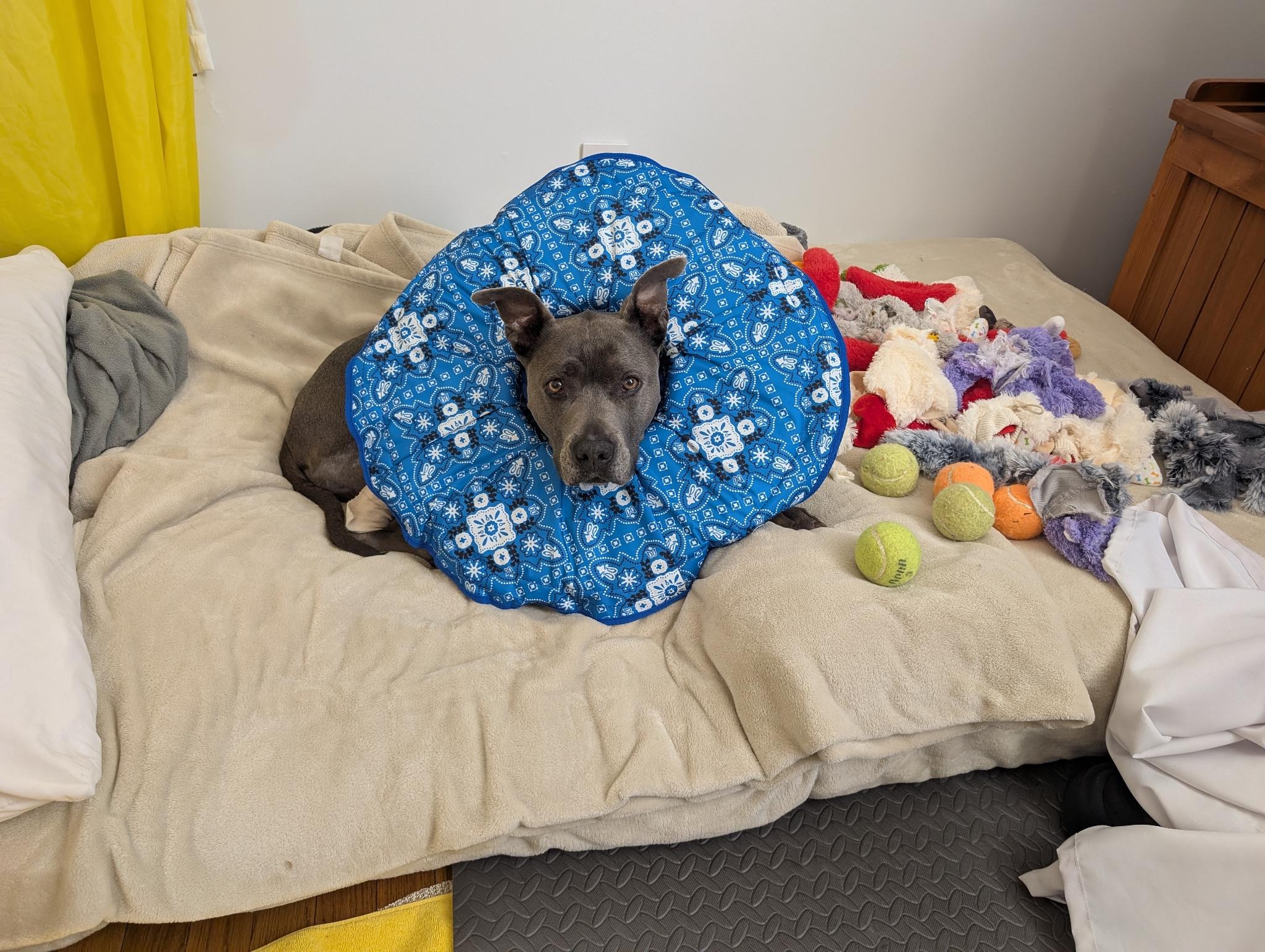 Help My Sweet Pibble Walk Again campaign photo, 5 of 8