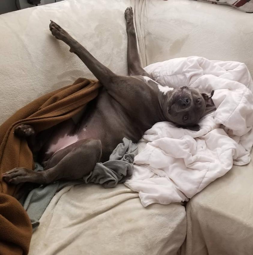 Help My Sweet Pibble Walk Again campaign photo, 6 of 8