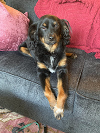 Save Stevie: Urgent Medical Care Needed campaign photo, 2 of 7