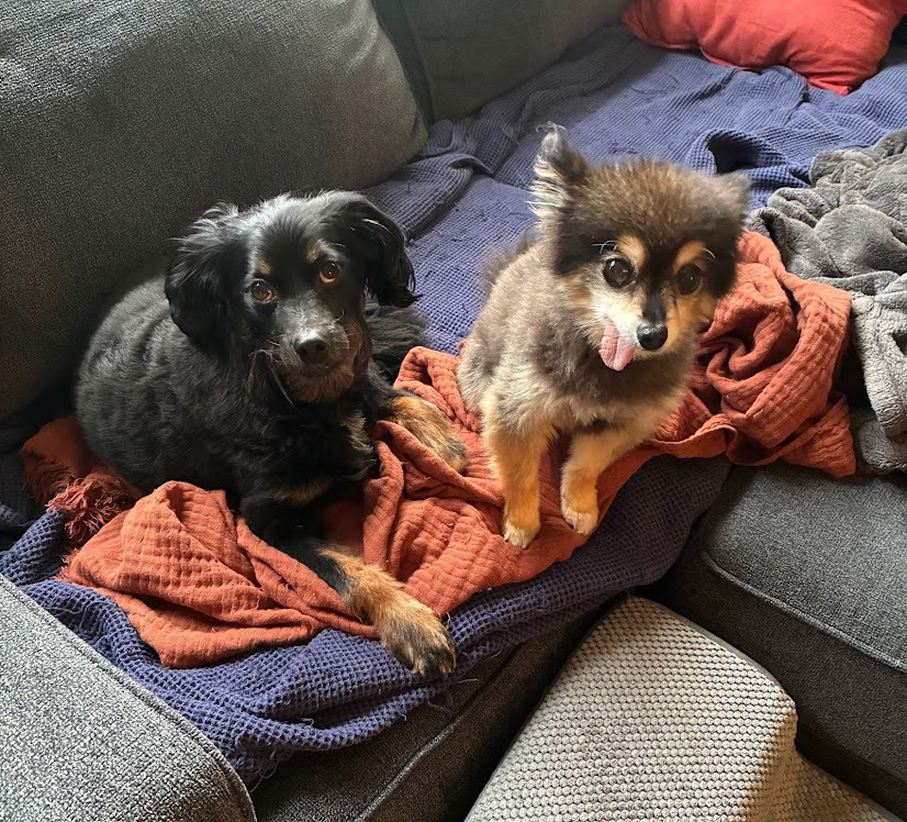 Save Stevie: Urgent Medical Care Needed campaign photo, 5 of 7