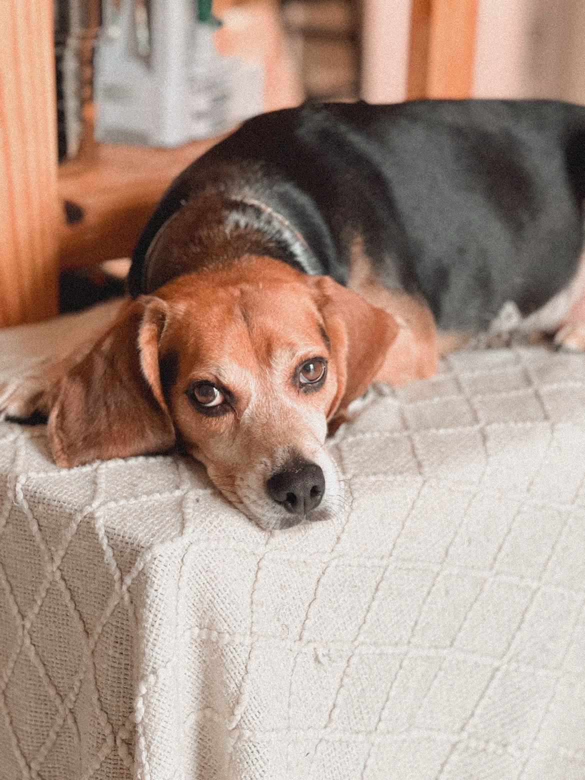 Help with Cooper's Life-Saving Surgery campaign photo, 7 of 8