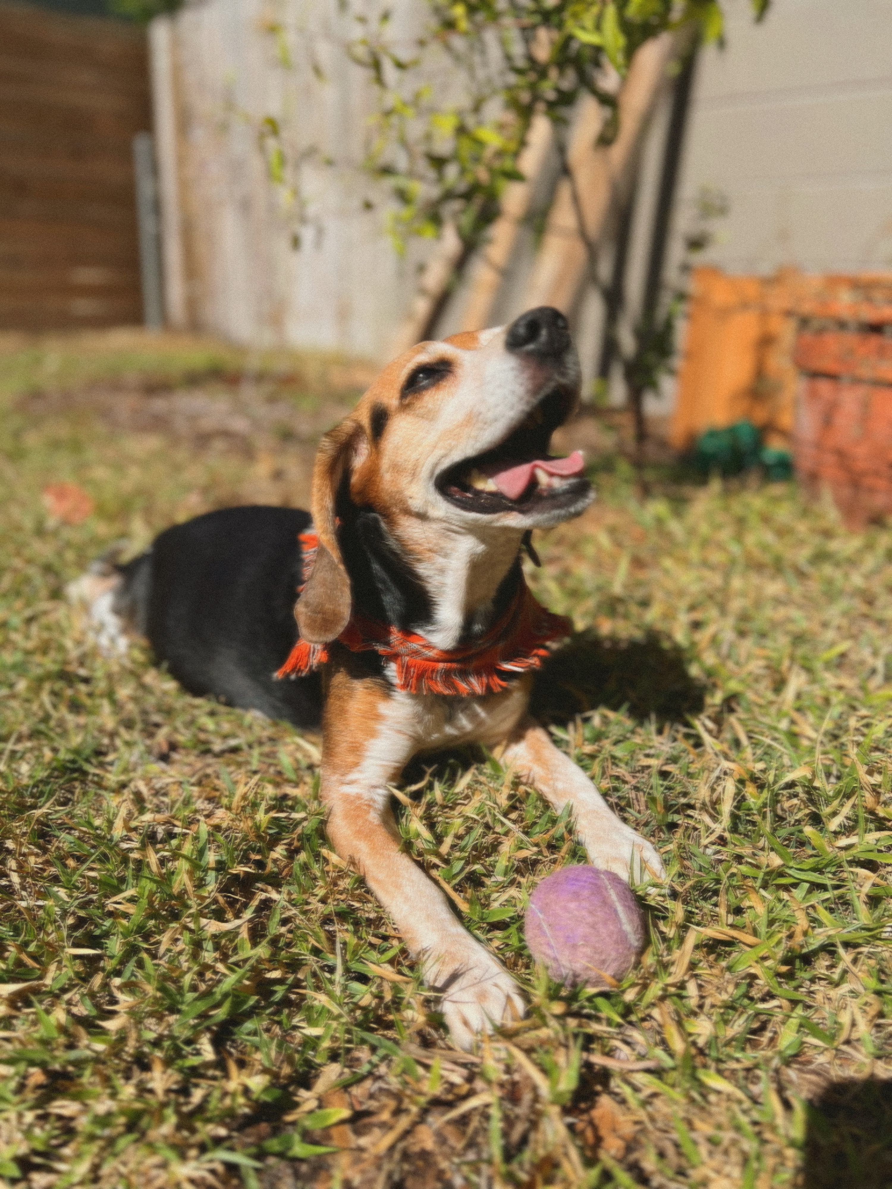 Help with Cooper's Life-Saving Surgery campaign photo, 4 of 8