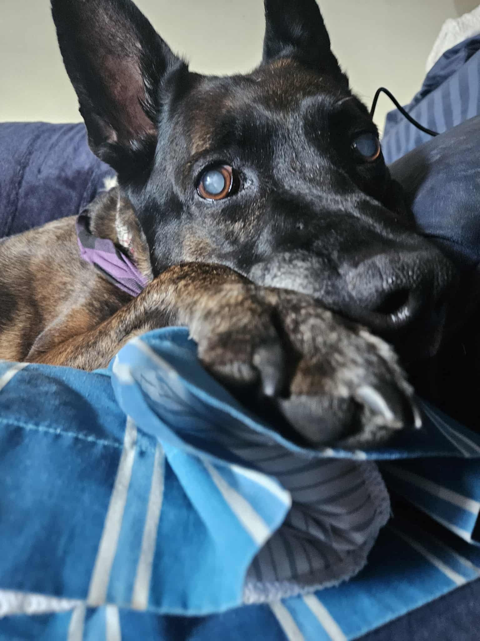 Fundraiser by John Nave : Well deserved beautiful dog named REMI