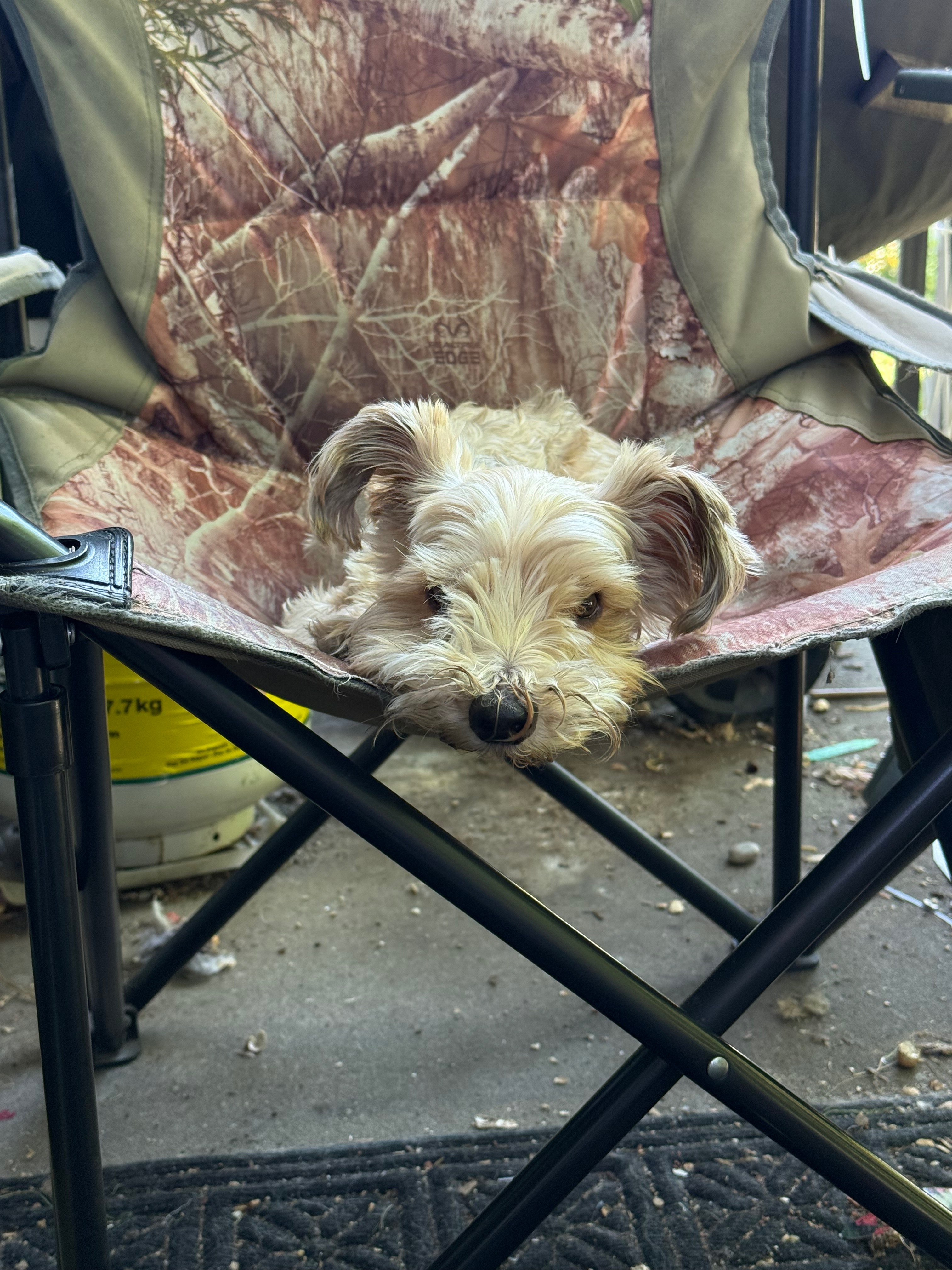 Emergency Housing Help for Christine & Her Pets campaign photo, 2 of 5