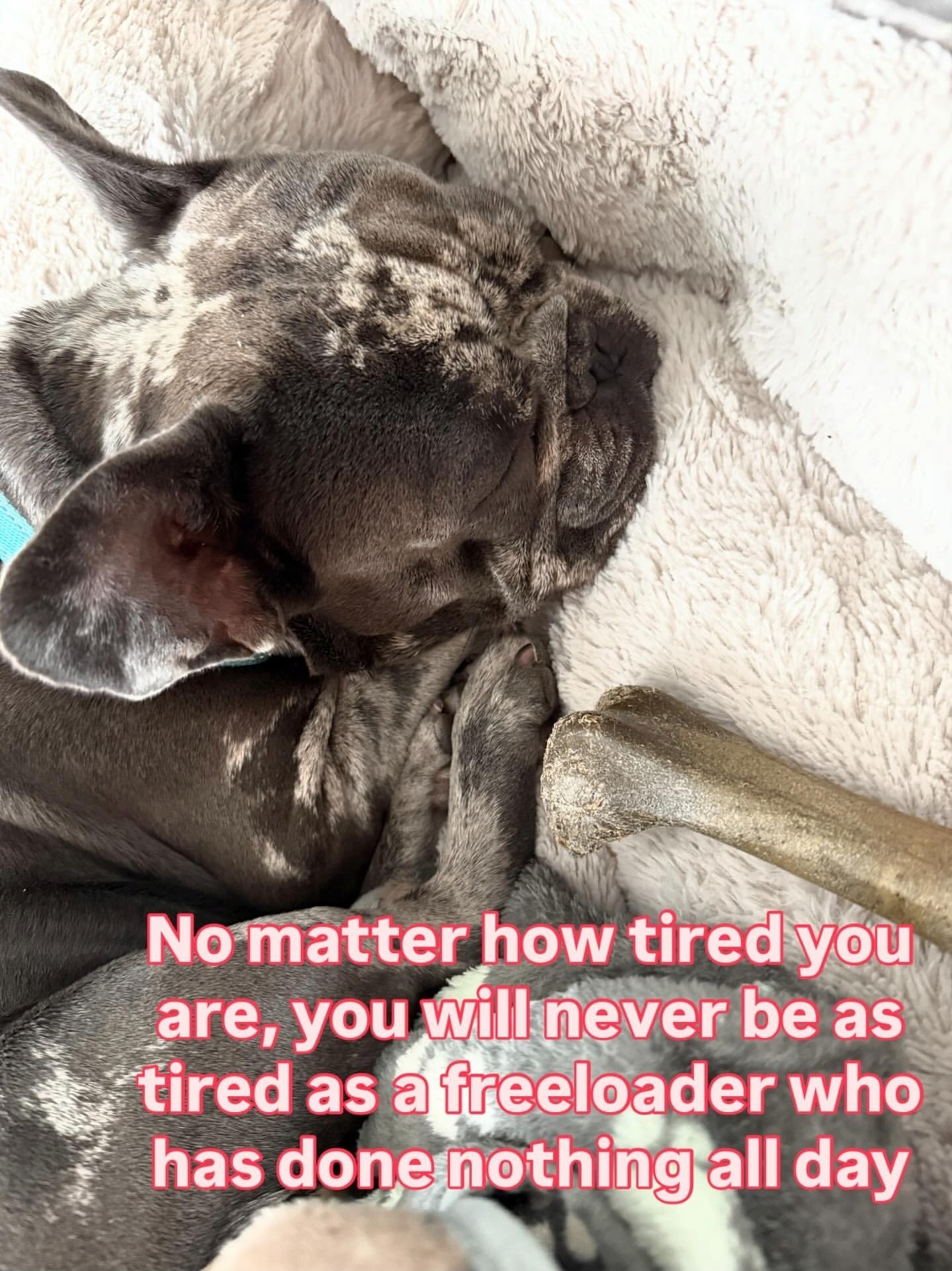 Please help my dog walk again campaign photo, 2 of 6