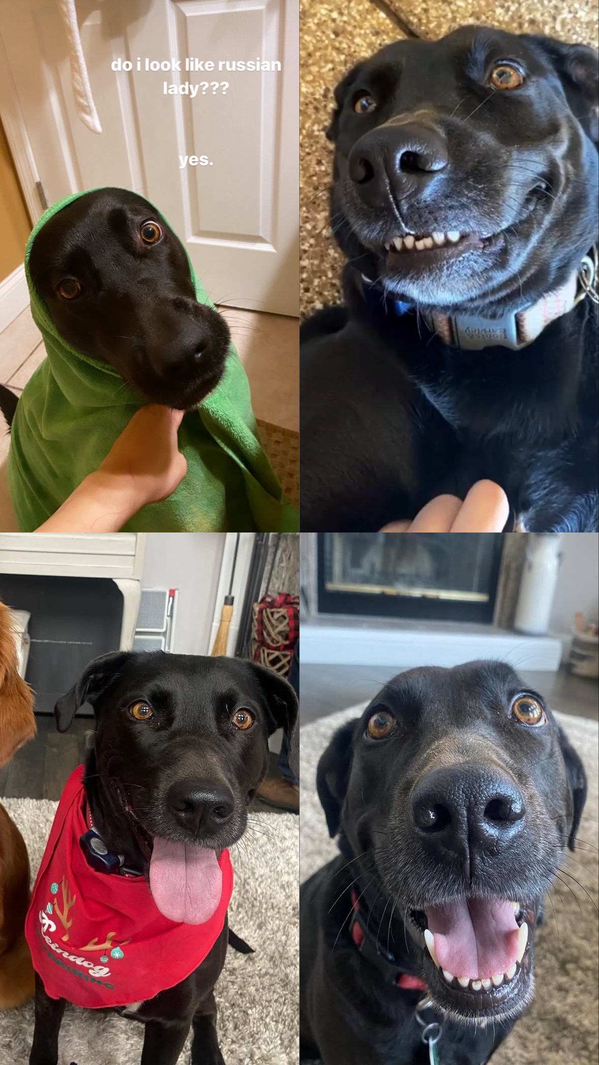 Save Sadie Mae: Fighting for life in doggy ICU campaign photo, 7 of 8