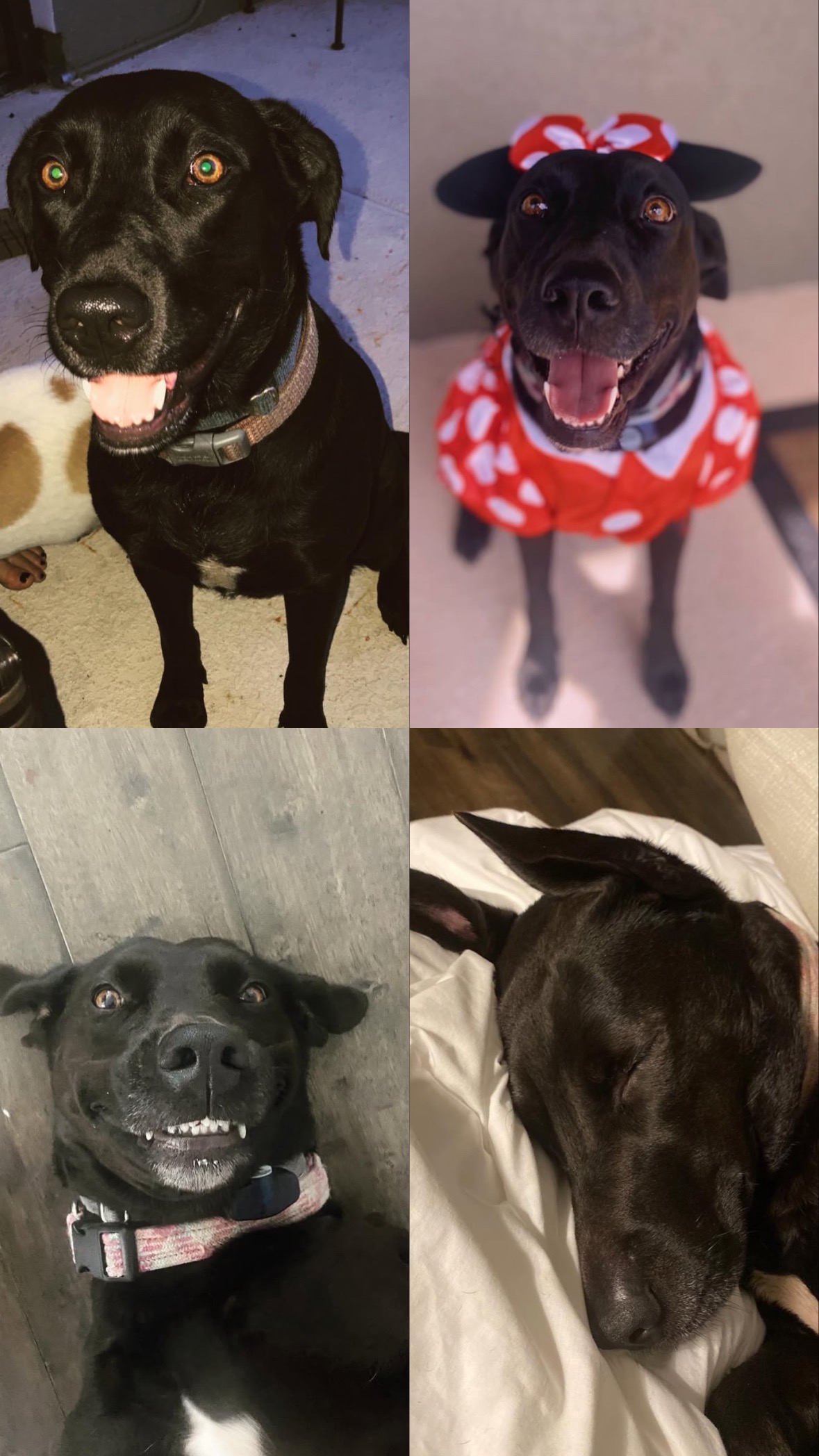 Save Sadie Mae: Fighting for life in doggy ICU campaign photo, 2 of 8