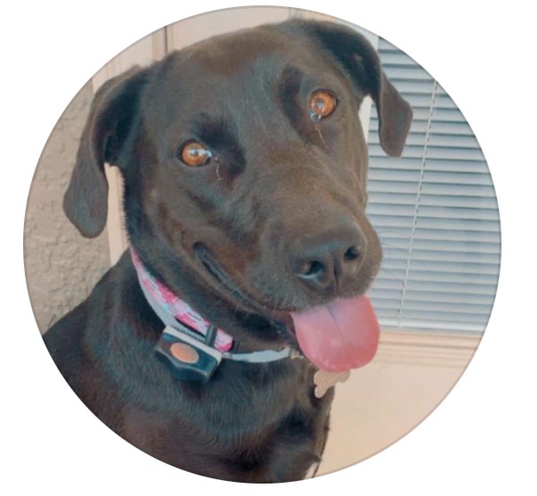 Save Sadie Mae: Fighting for life in doggy ICU campaign photo, 5 of 8