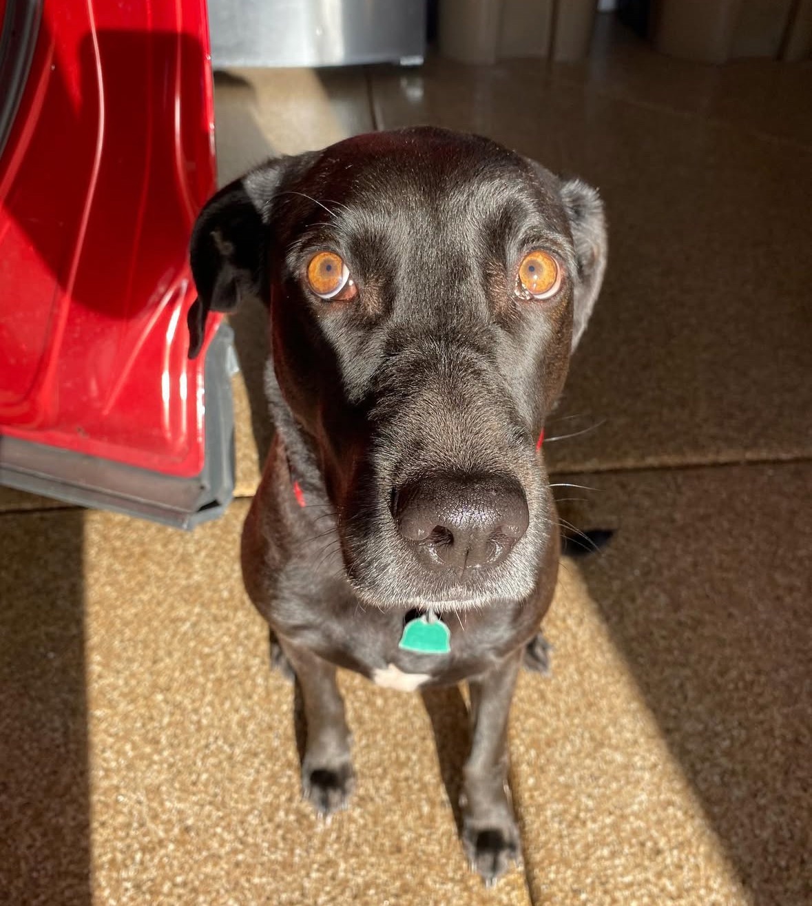 Save Sadie Mae: Fighting for life in doggy ICU campaign photo, 6 of 8