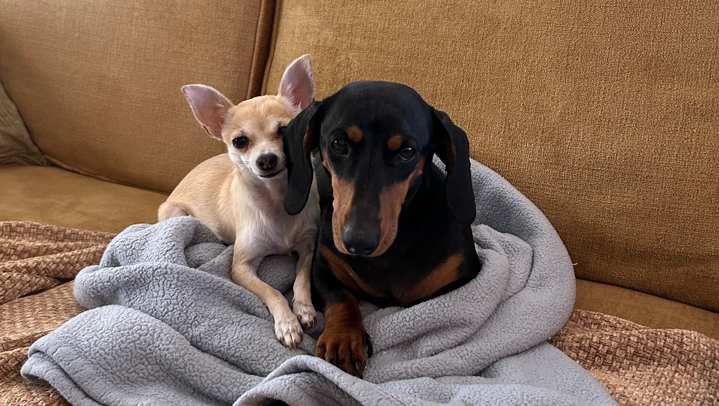 Help Tinkerbell Get Urgent Surgery photo