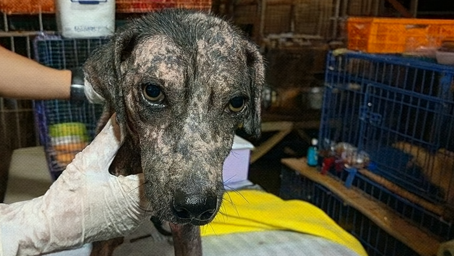 Donate to Save Street Dogs Like Hope photo